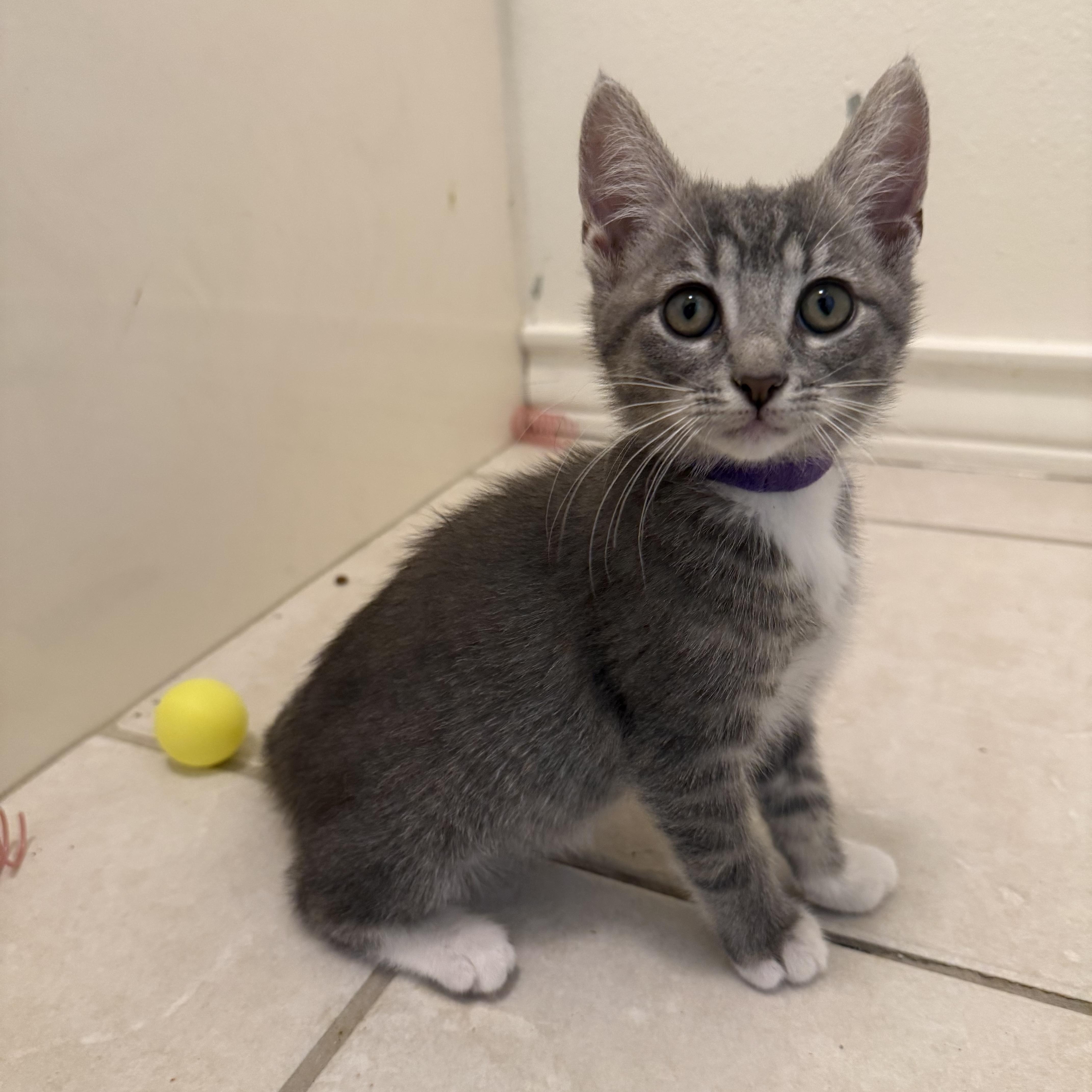 Margarita, a Adoptable Domestic Short Hair in Bryan, TX image 4/6