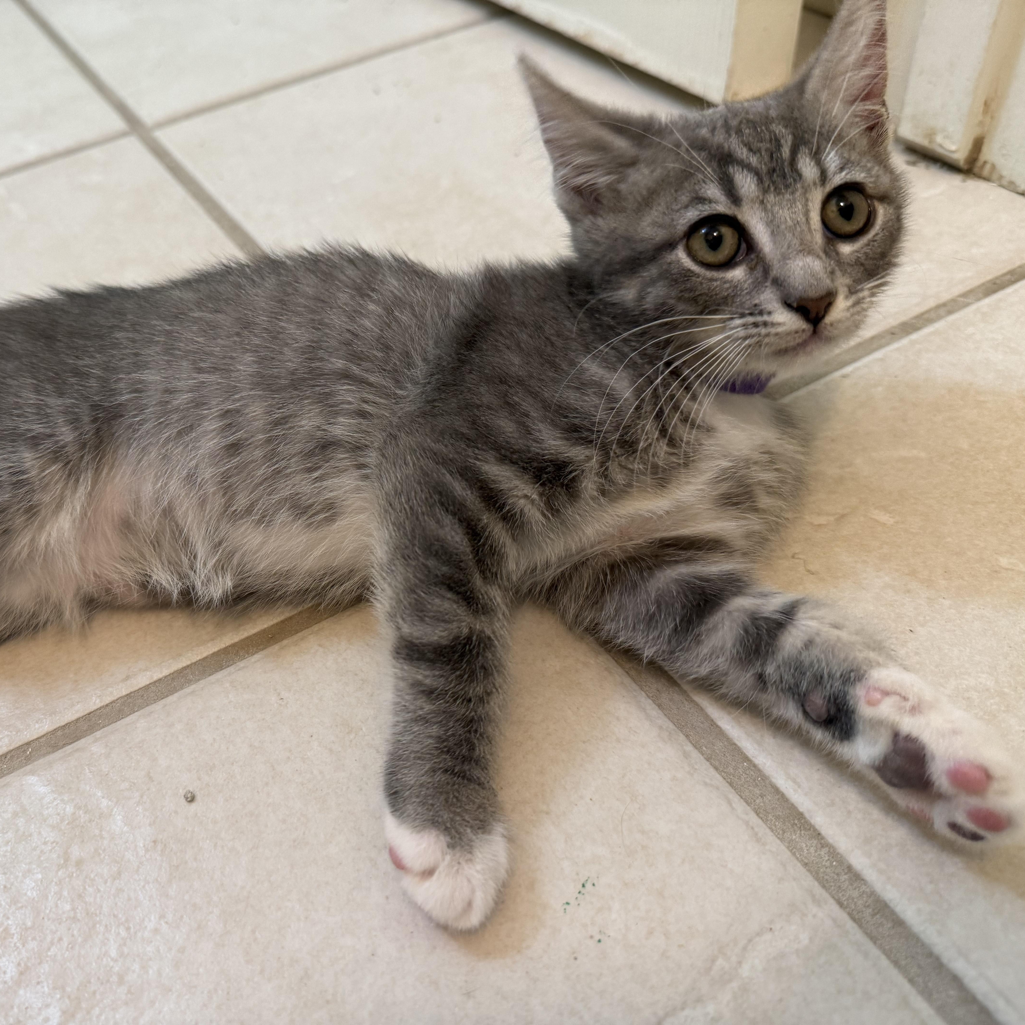 Margarita, a Adoptable Domestic Short Hair in Bryan, TX image 2/6