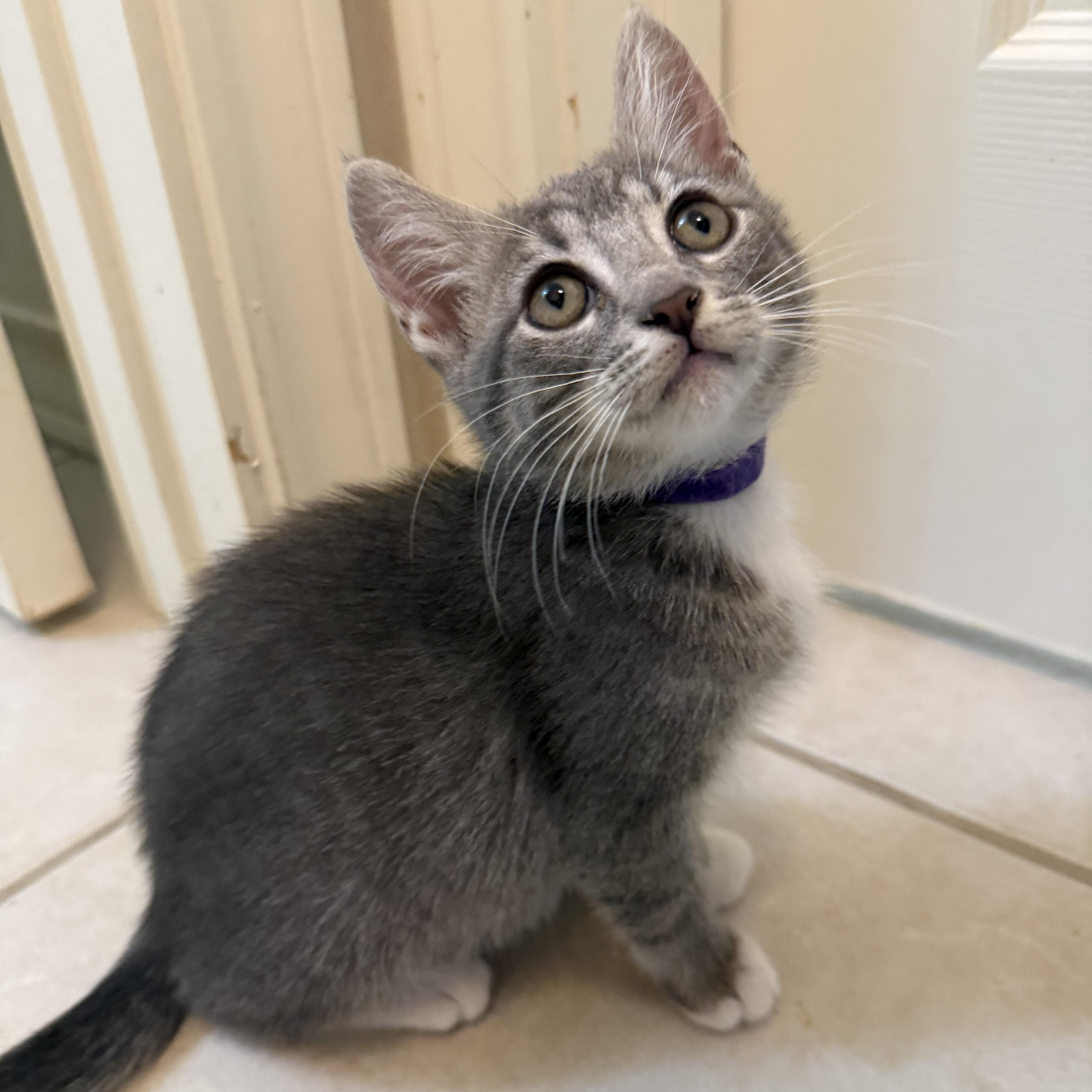 Margarita, a Adoptable Domestic Short Hair in Bryan, TX image 6/6