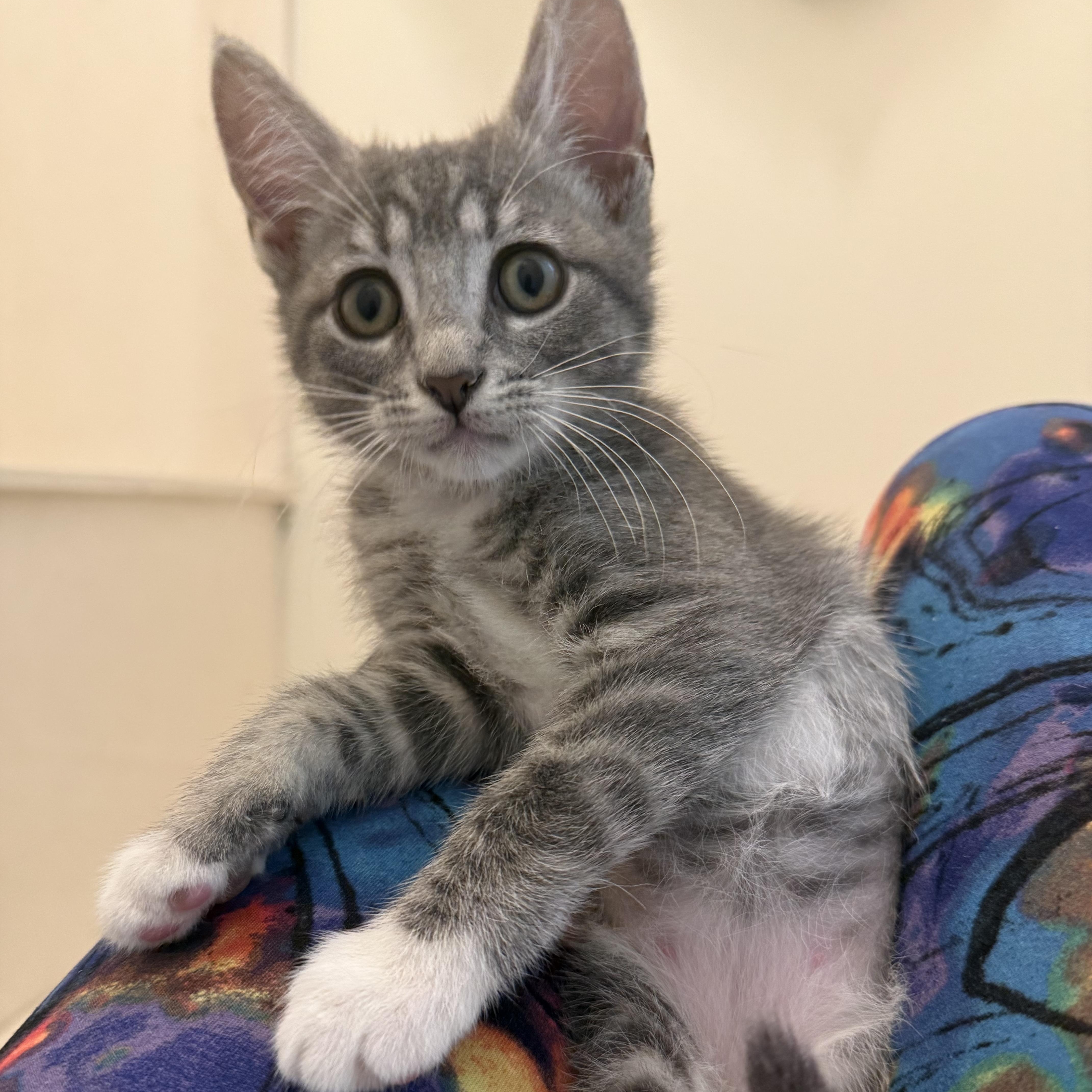 Margarita, a Adoptable Domestic Short Hair in Bryan, TX image 1/6
