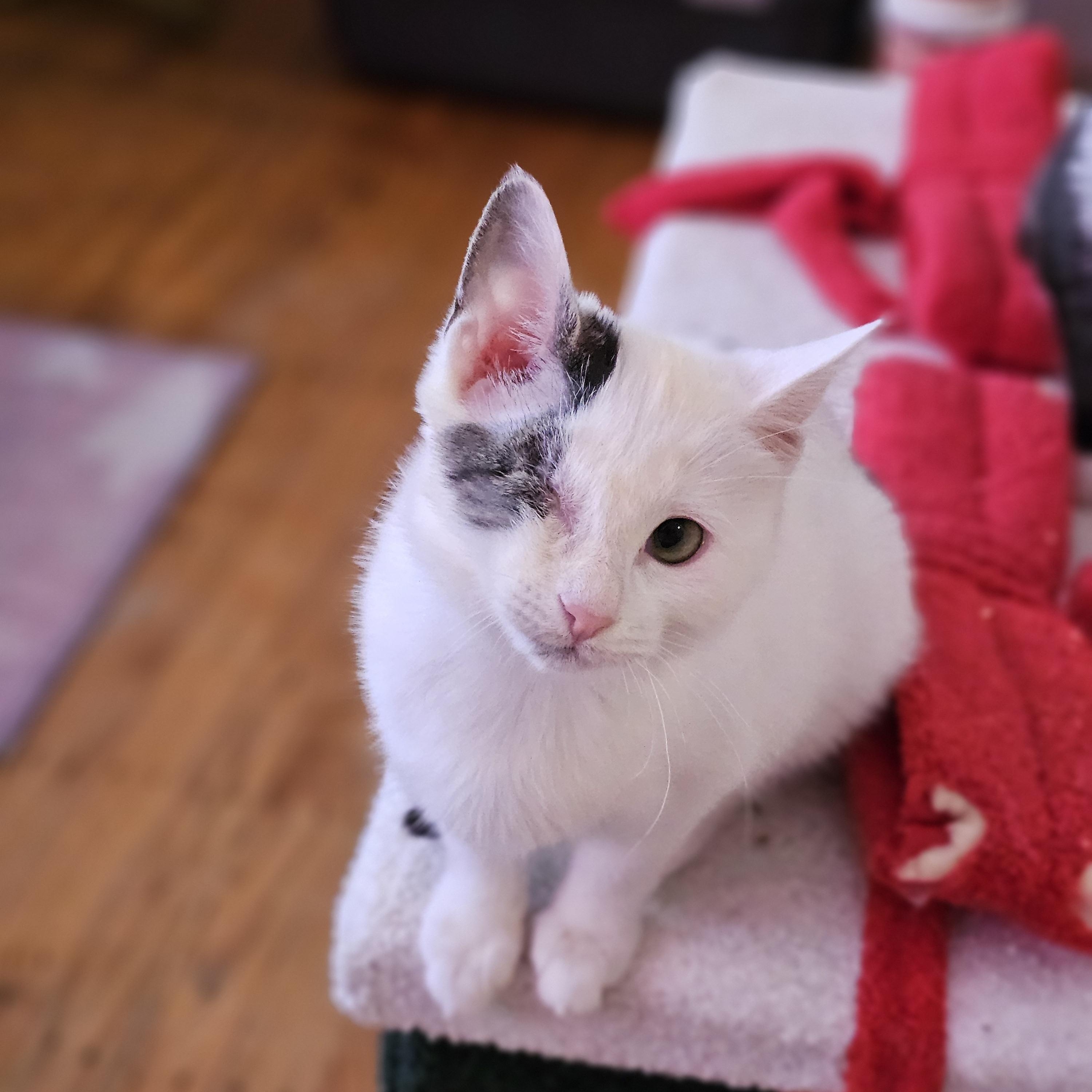 Firefly, adopted, Kitten Female Domestic Short Hair.