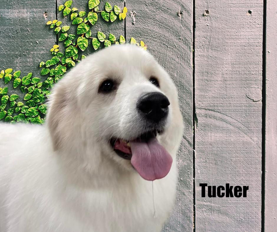 Enlarge Tucker, a ADOPTABLE Great Pyrenees in Marshville, NC image 4/4