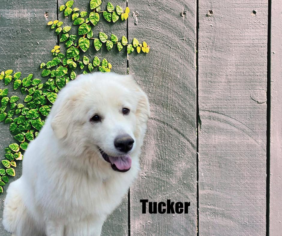 Enlarge Tucker, a ADOPTABLE Great Pyrenees in Marshville, NC image 1/2