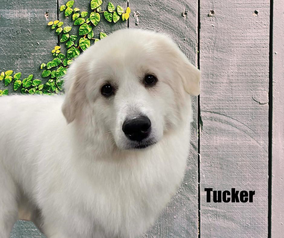 Enlarge Tucker, a ADOPTABLE Great Pyrenees in Marshville, NC image 1/4