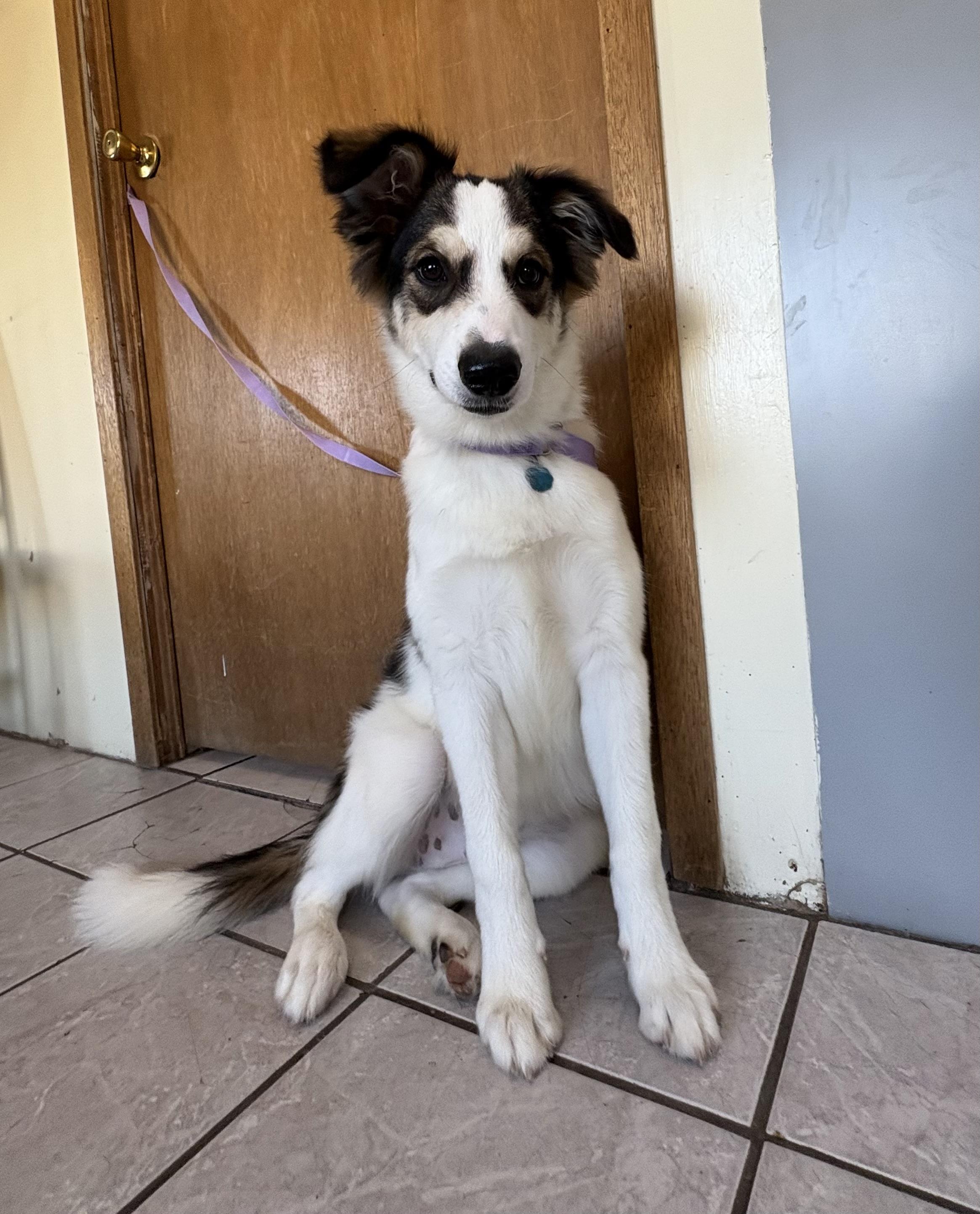Sport, an adoptable Australian Shepherd, German Shepherd Dog in Grant, NE, 69140 | Photo Image 1