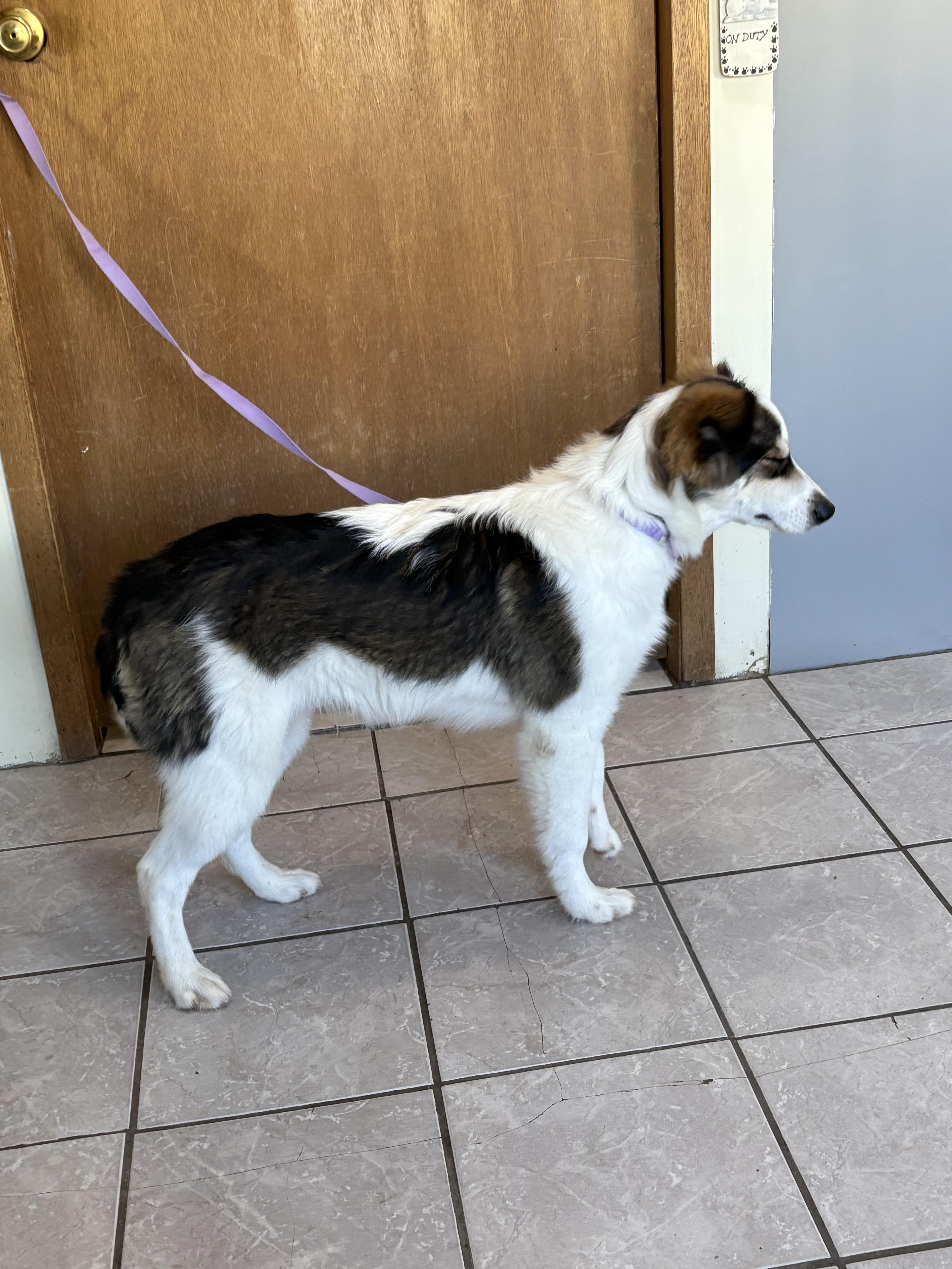 Sport, an adoptable Australian Shepherd, German Shepherd Dog in Grant, NE, 69140 | Photo Image 5
