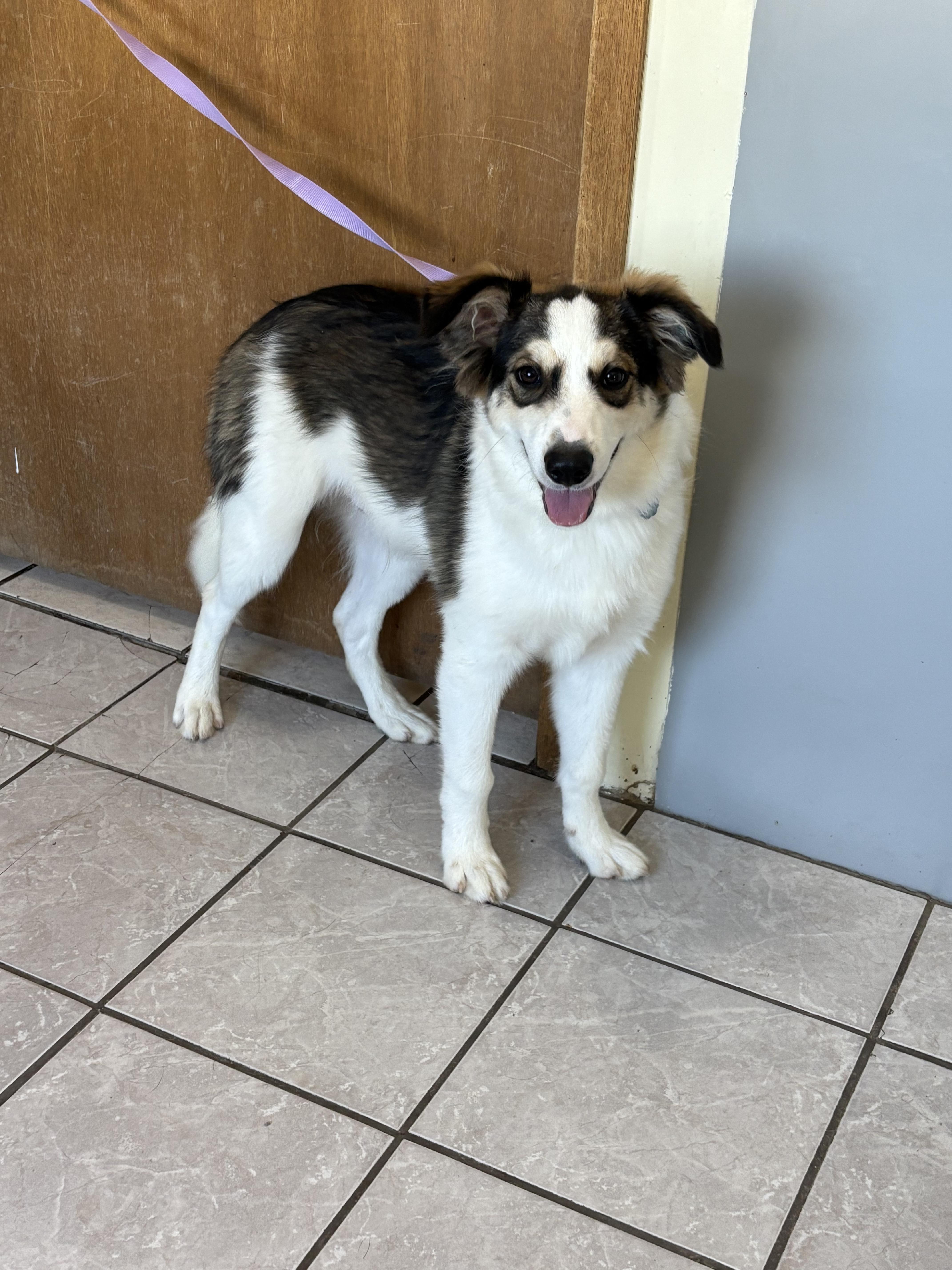 Sport, an adoptable Australian Shepherd, German Shepherd Dog in Grant, NE, 69140 | Photo Image 4
