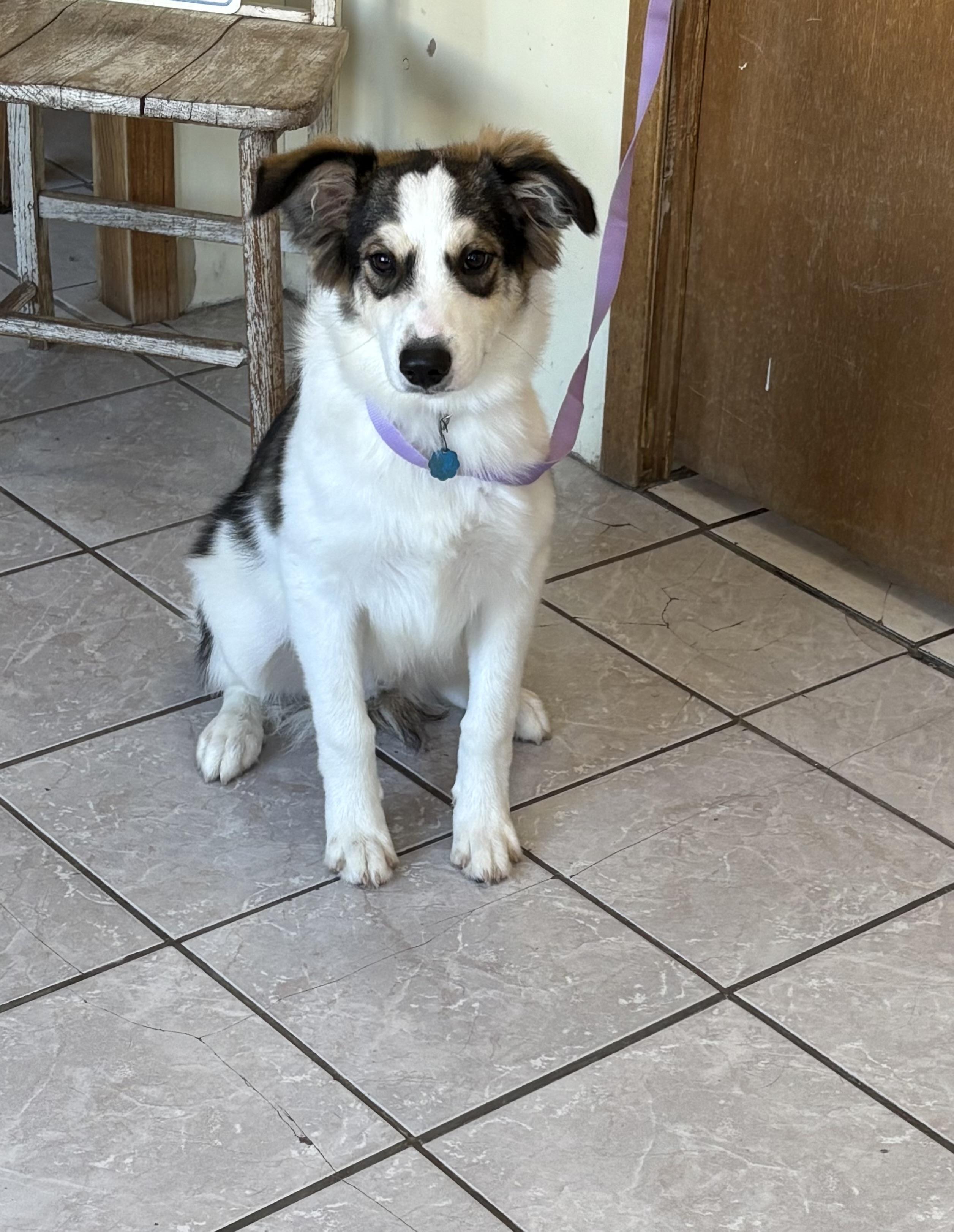 Sport, an adoptable Australian Shepherd, German Shepherd Dog in Grant, NE, 69140 | Photo Image 2