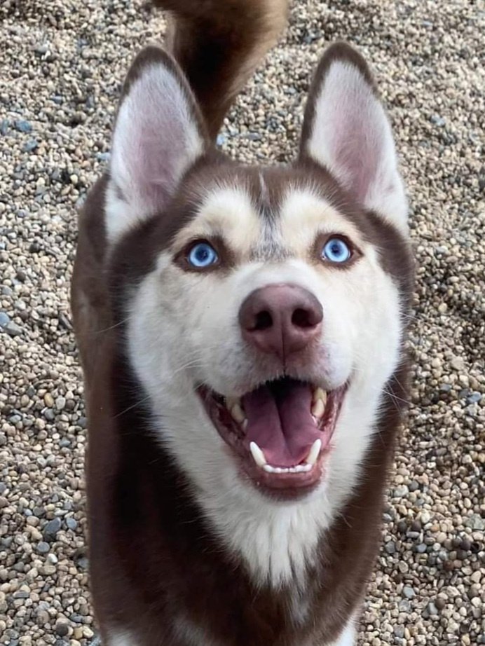 Viking, Adoptable, Adult Male Siberian Husky.