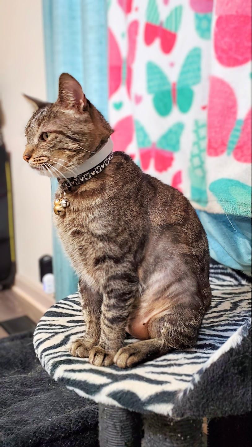 Jigger Tigger - IN URGENT NEED OF A NEW HOME!!! photo 4