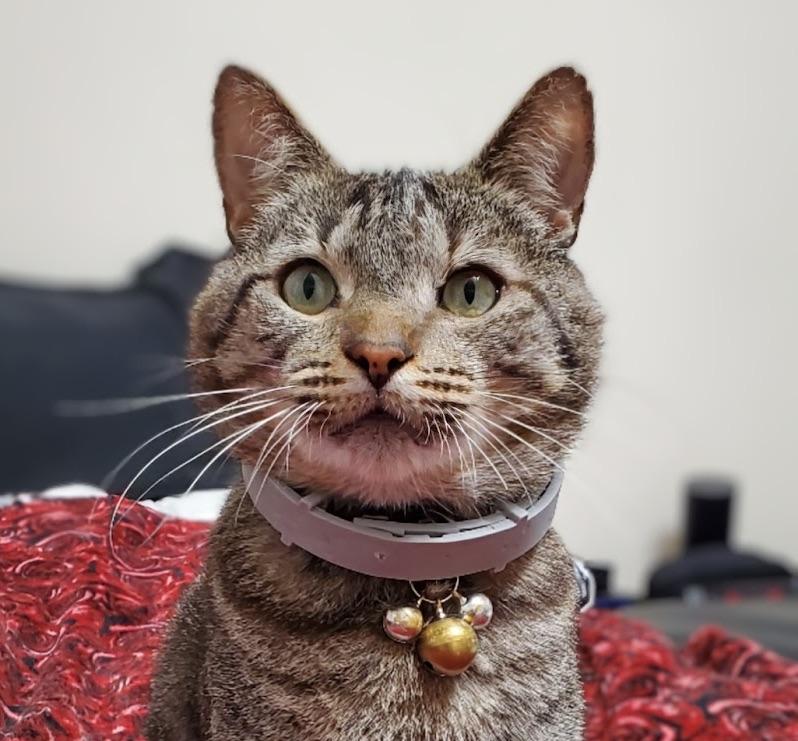 Jigger Tigger - IN URGENT NEED OF A NEW HOME!!! photo 2