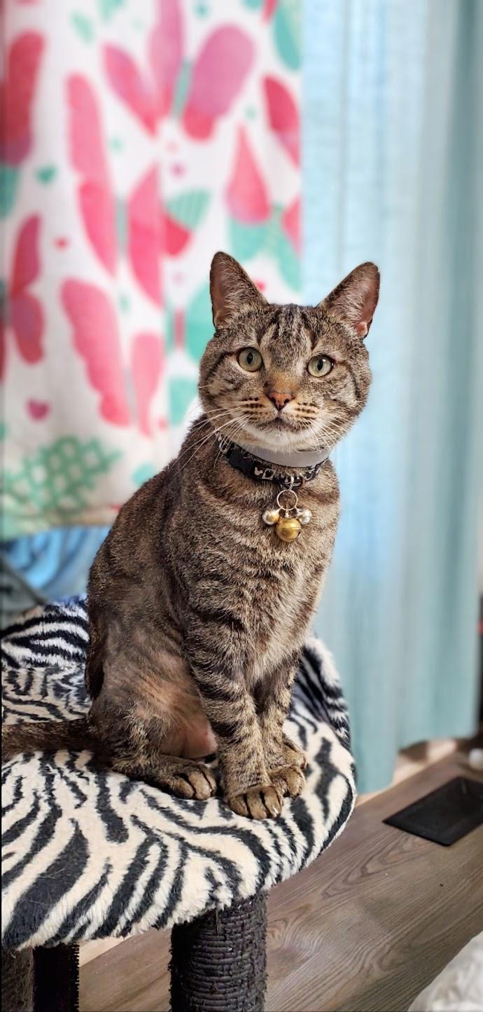 Jigger Tigger - IN URGENT NEED OF A NEW HOME!!! photo 3