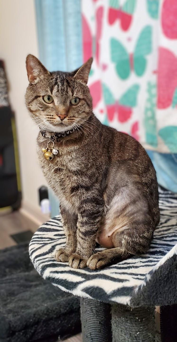 Jigger Tigger - IN URGENT NEED OF A NEW HOME!!! photo 5