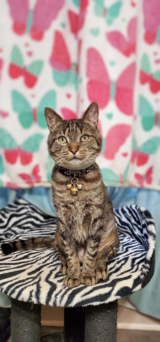 Jigger Tigger - IN URGENT NEED OF A NEW HOME!!!, Adult Male unknown