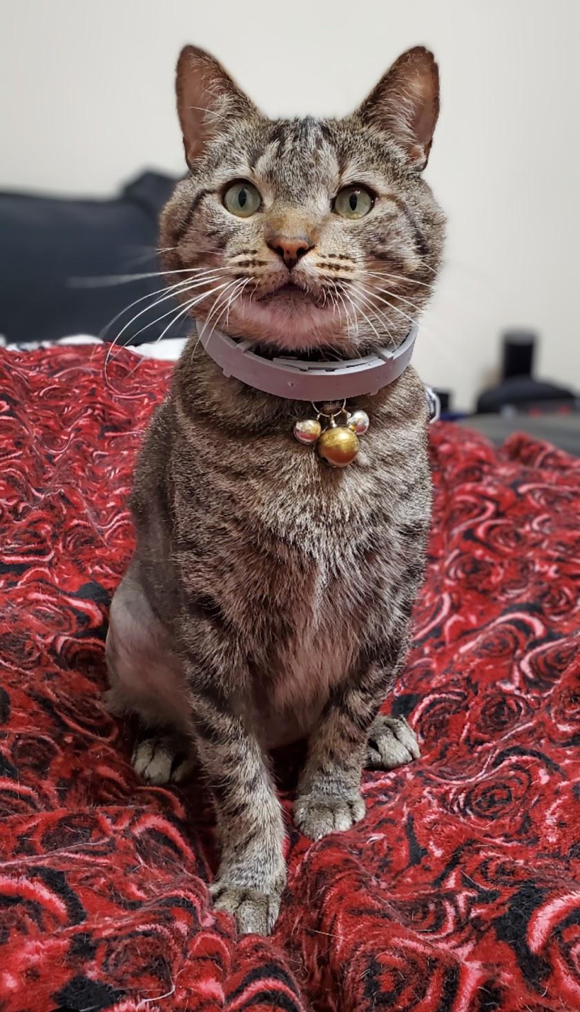 Jigger Tigger - IN URGENT NEED OF A NEW HOME!!! photo 6