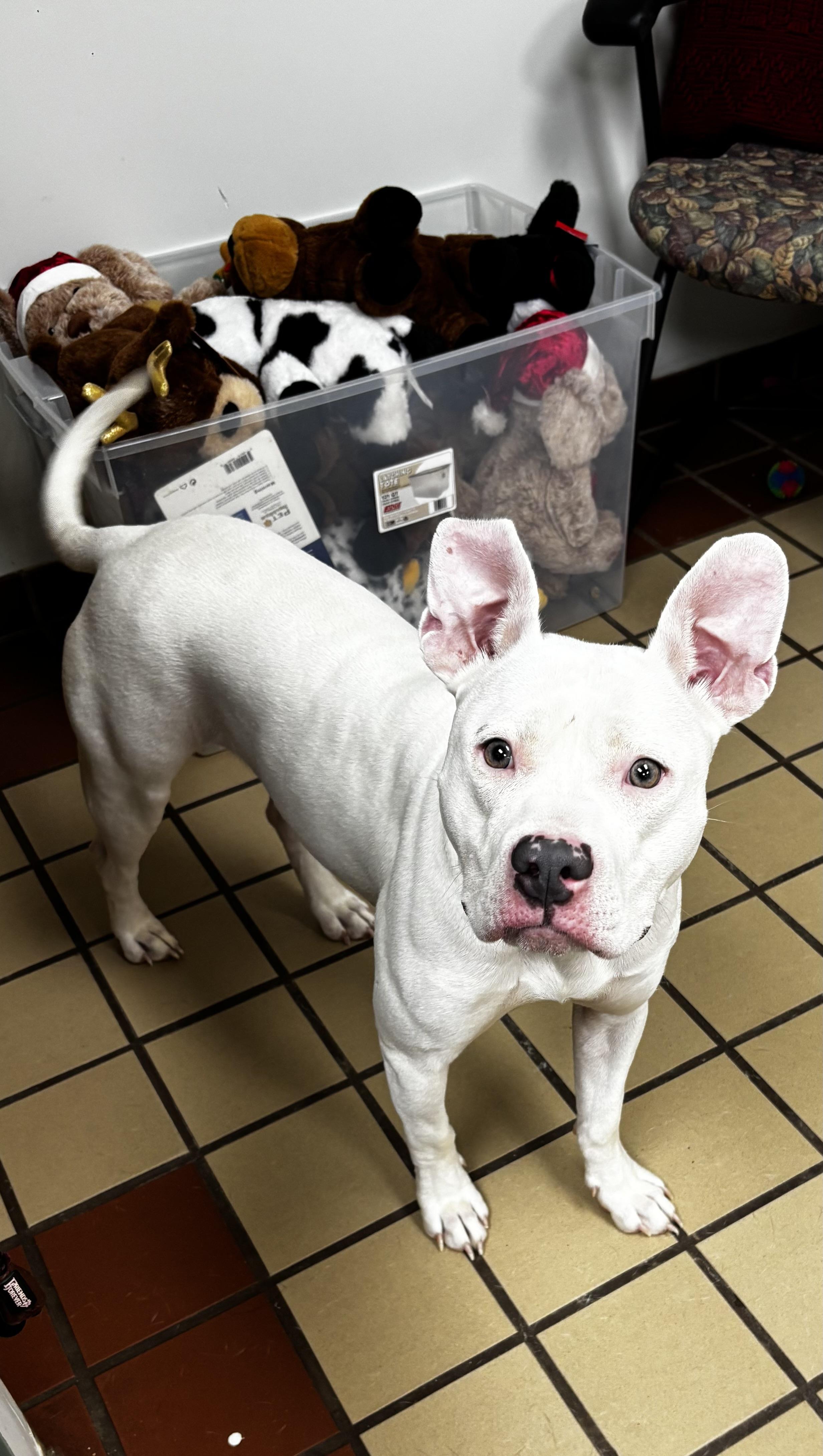Enlarge June-Bug, a ADOPTABLE American Bully in White Cloud, MI image 1/2