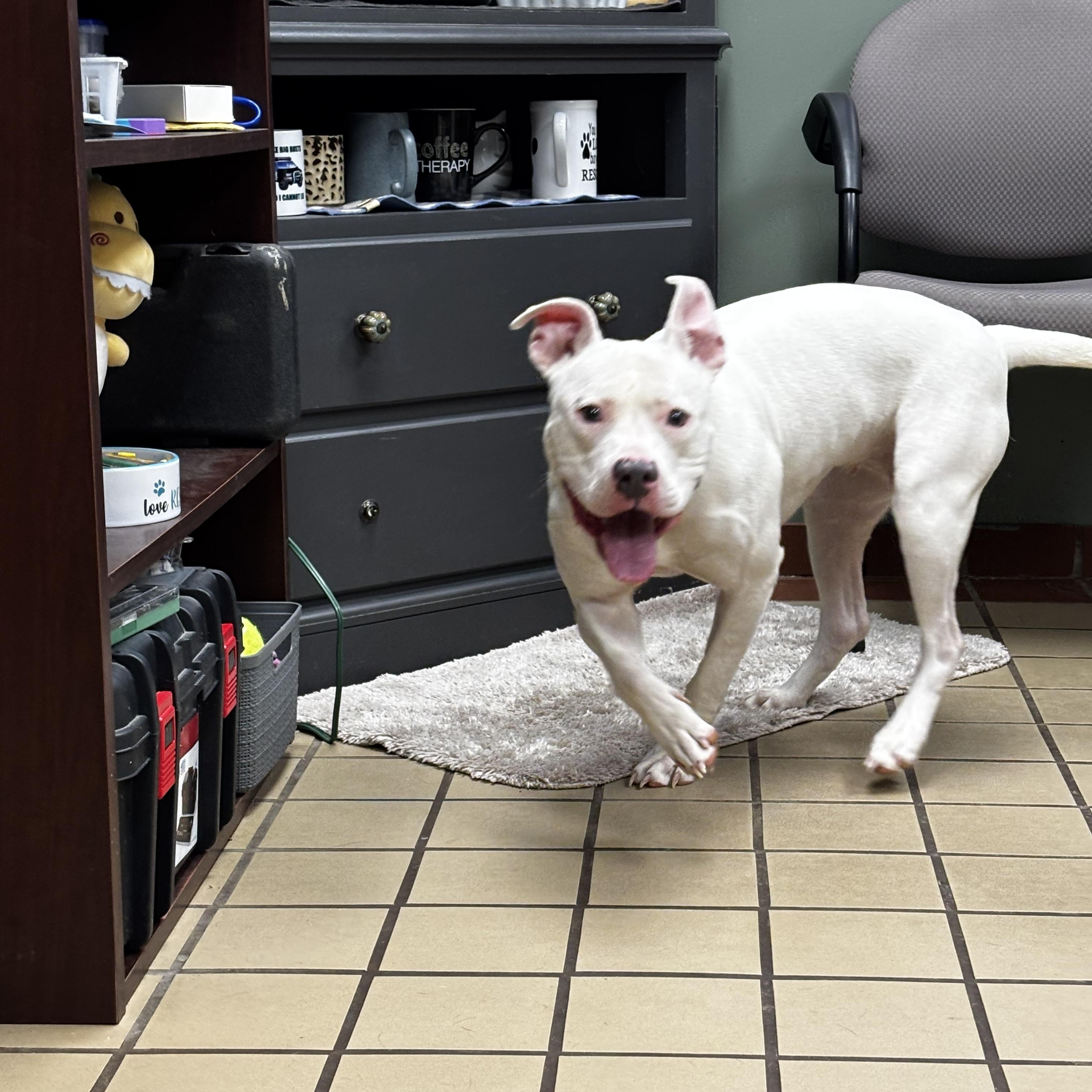 Enlarge June-Bug, a ADOPTABLE American Bully in White Cloud, MI image 2/2