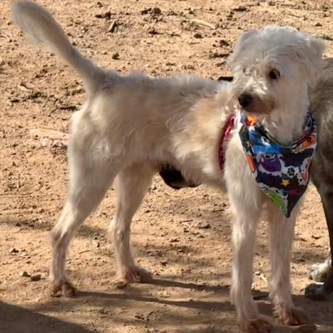 JAKE, a Adoptable mixed breed in Marana, AZ image 6/6
