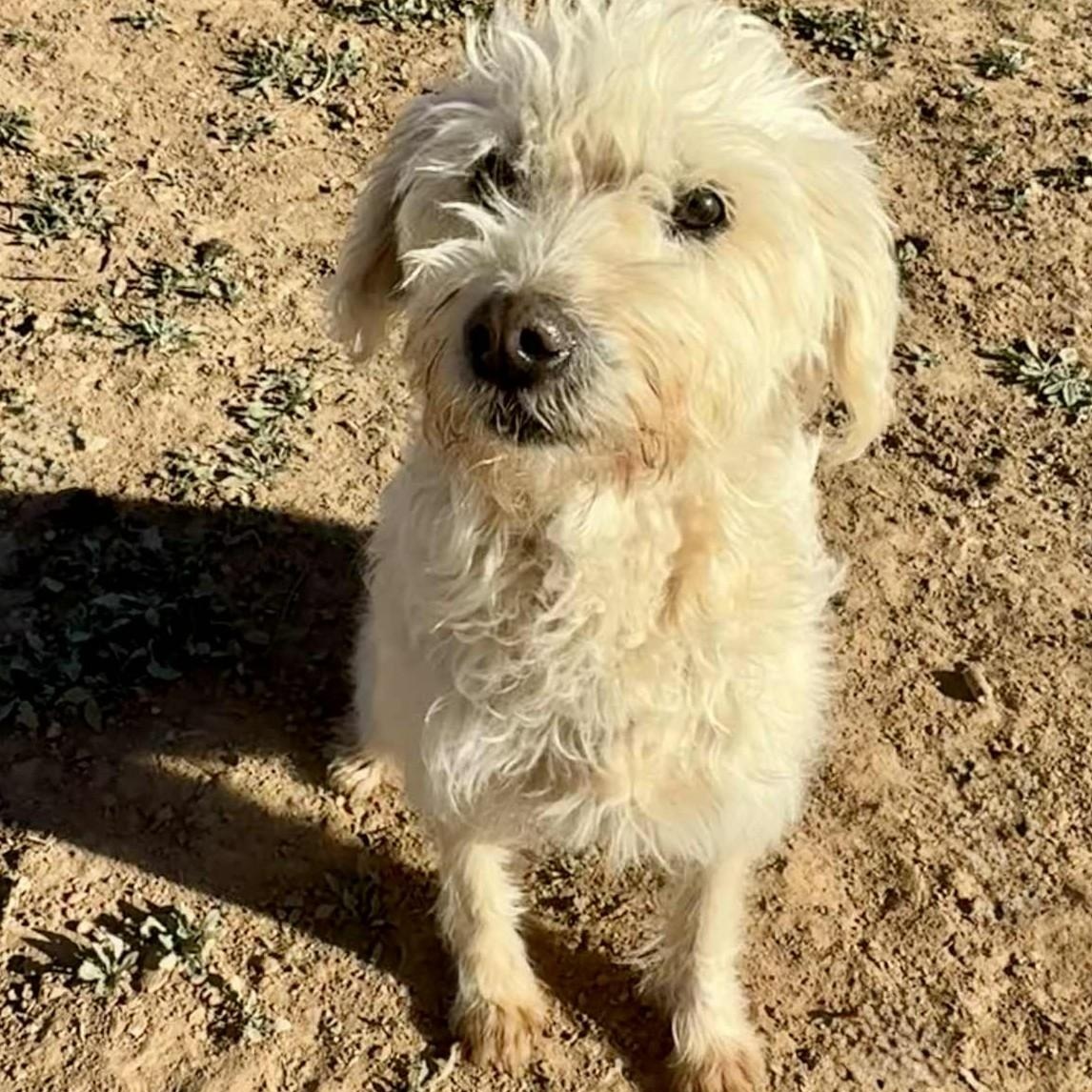 JAKE, Adoptable, Adult Male Glen of Imaal Terrier.