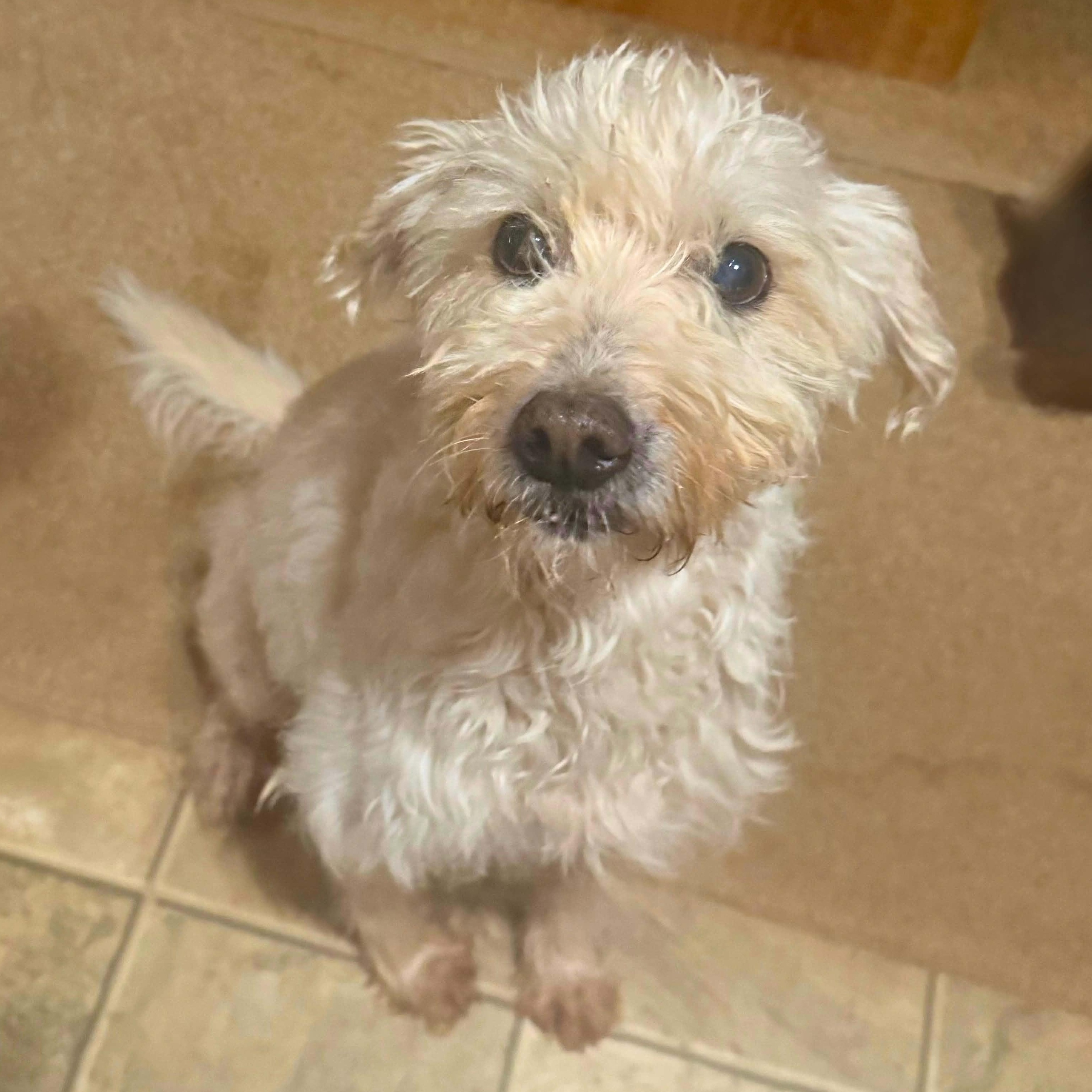JAKE, Adoptable, Adult Male Glen of Imaal Terrier.