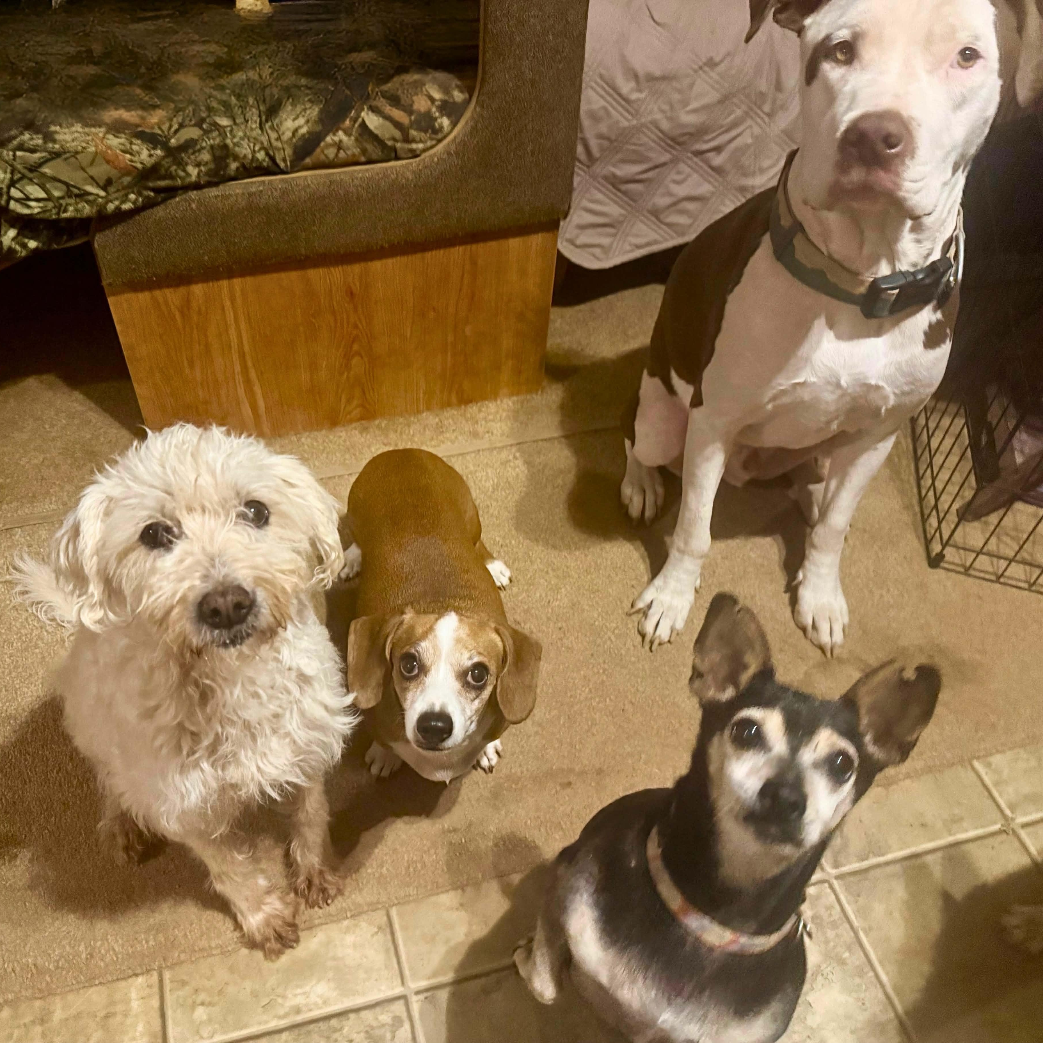 JAKE, a Adoptable mixed breed in Marana, AZ image 3/6