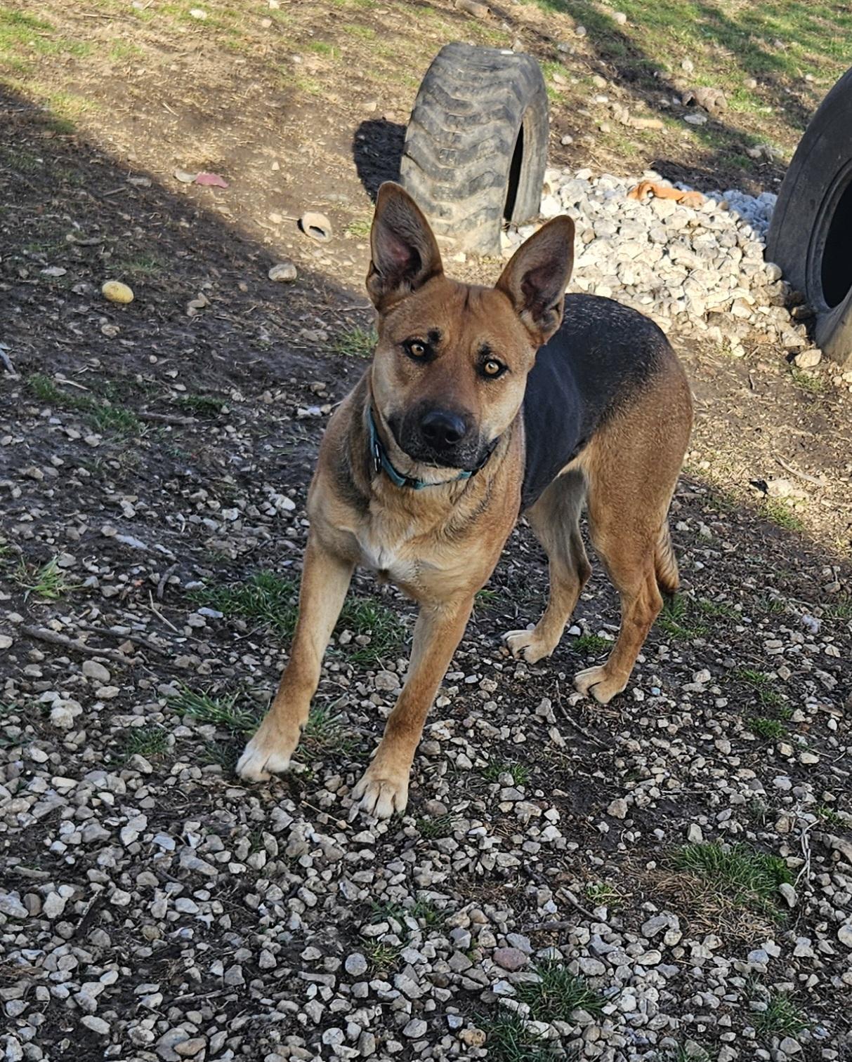 Enlarge Greta, a Adoptable German Shepherd Dog in Kirksville, MO image 1/1