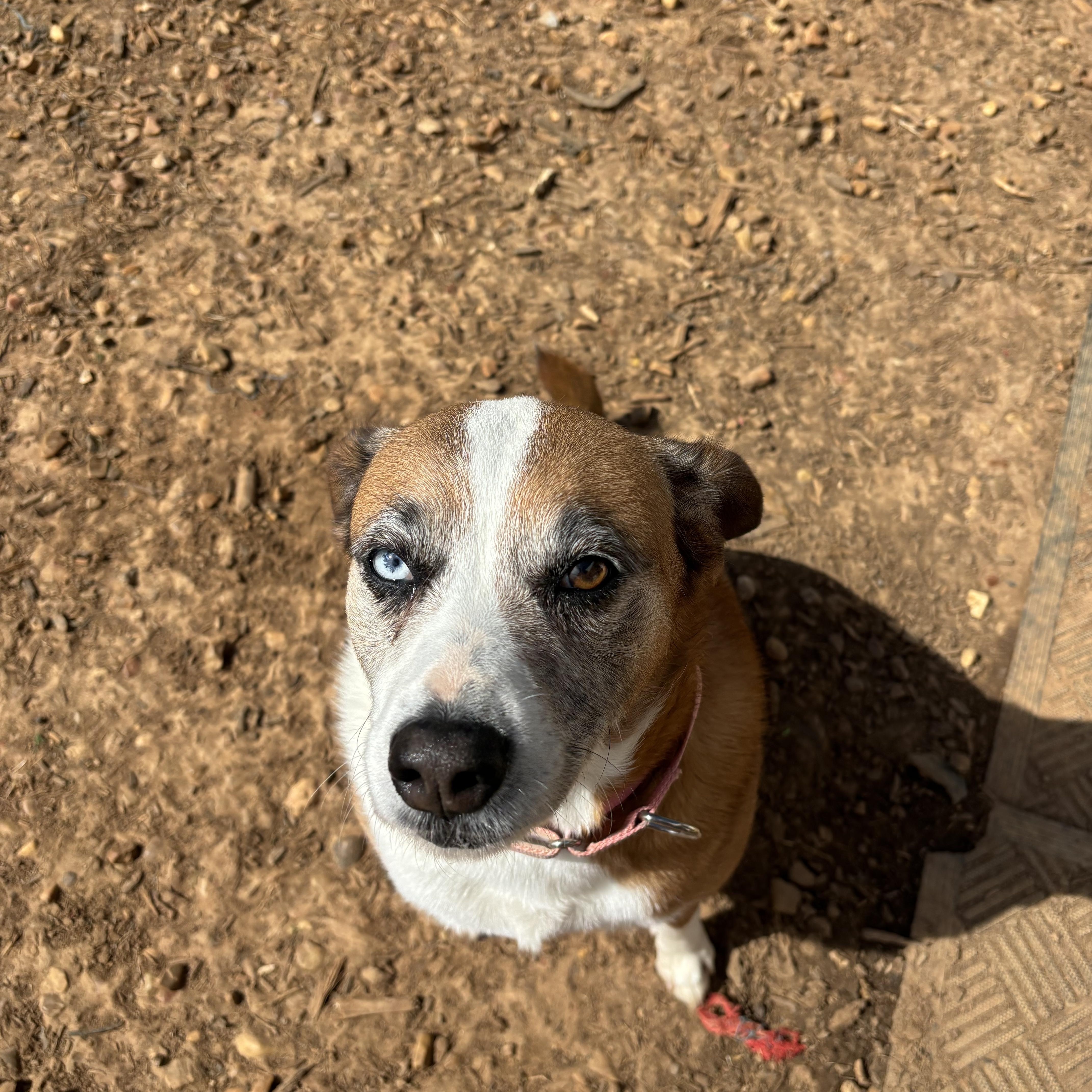 Enlarge Taylor, a ADOPTABLE Mixed Breed in Huntsville, AL image 2/2