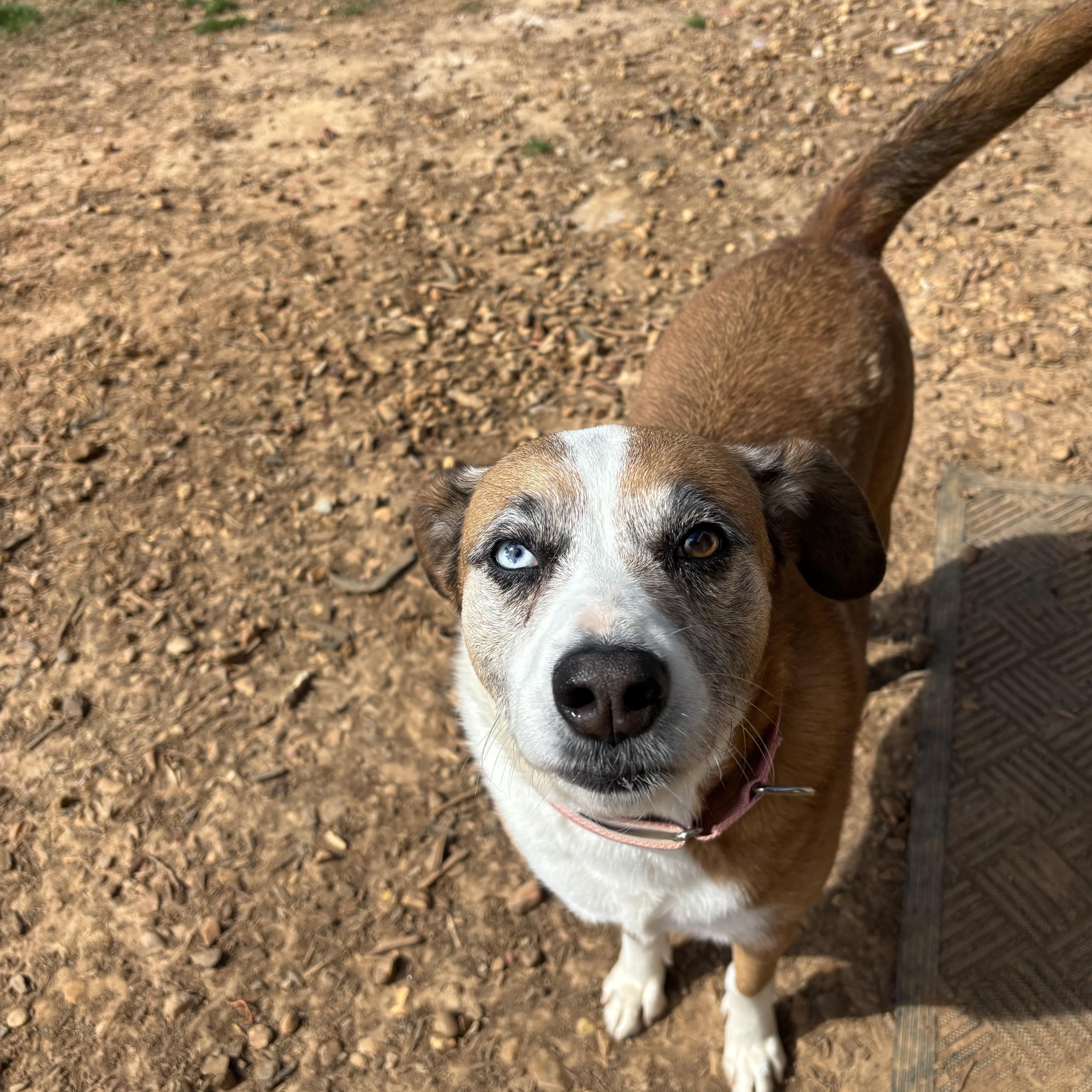 Taylor, ADOPTABLE, Senior Female Mixed Breed.
