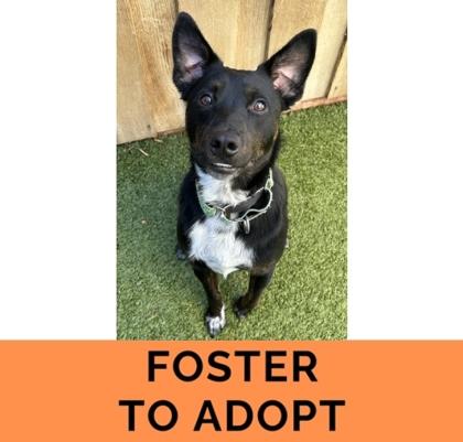 Chili, Adoptable, Adult Male Mixed Breed & Mixed Breed.