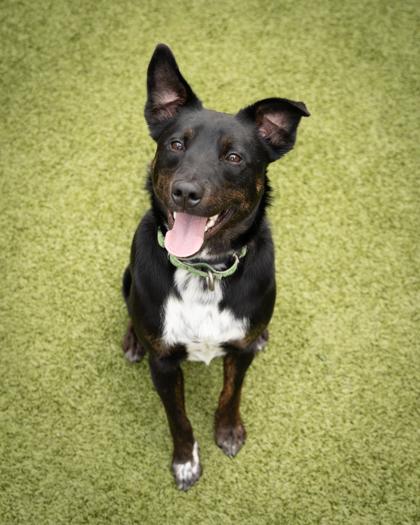 Chili, Adoptable, Adult Male Mixed Breed & Mixed Breed.