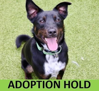 Chili, Adoptable, Adult Male Mixed Breed & Mixed Breed.