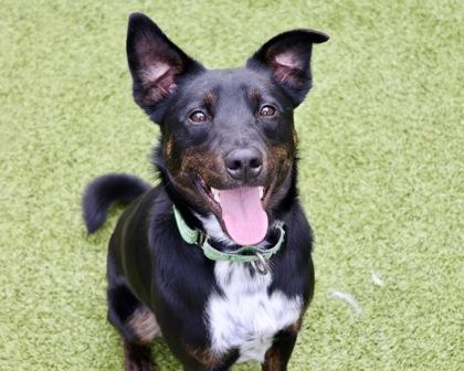 Chili, a Adoptable Mixed Breed in Eugene, OR image 3/3