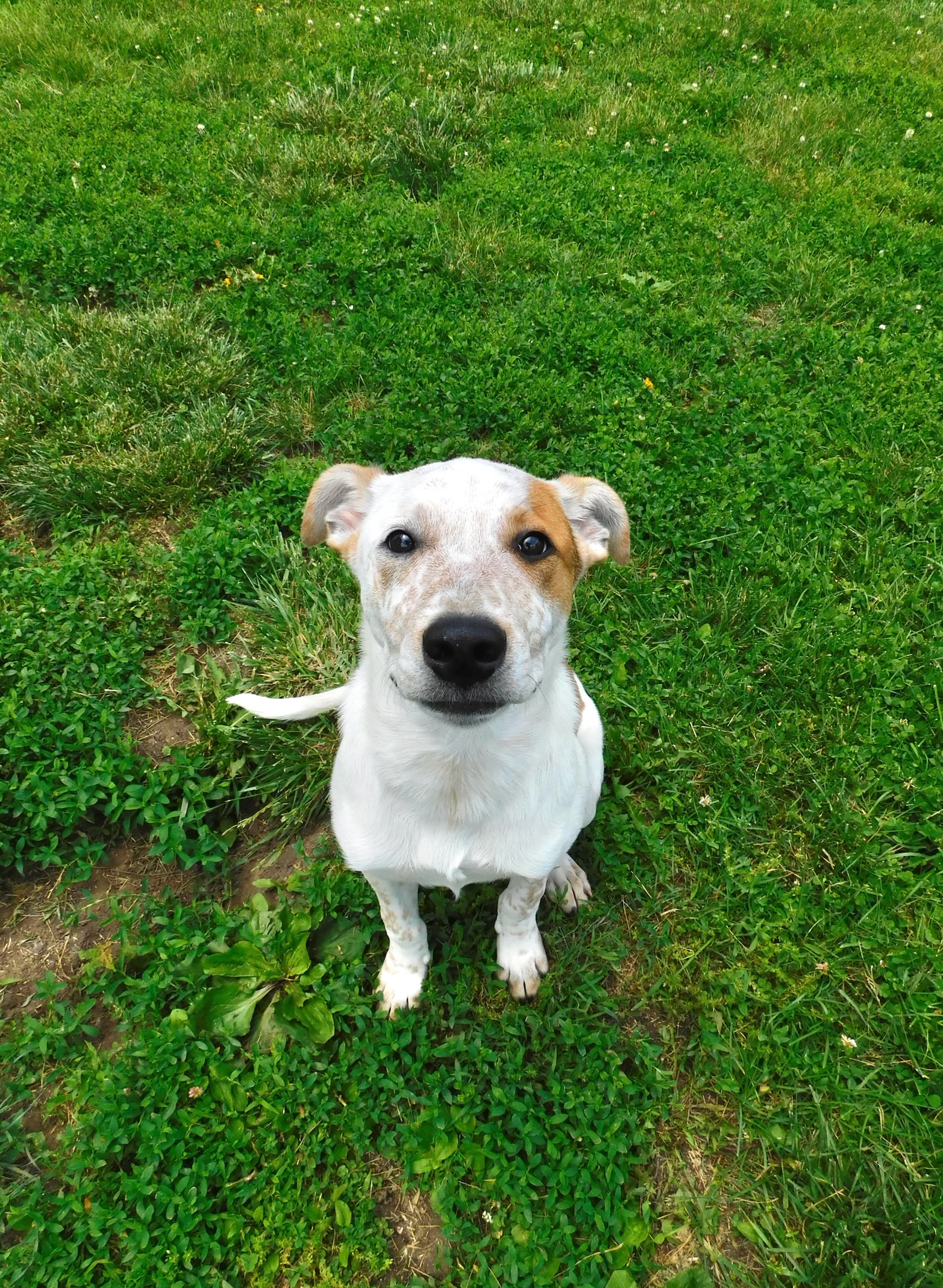 Petey, Adopted, Young Male Australian Cattle Dog / Blue Heeler & Australian Terrier.