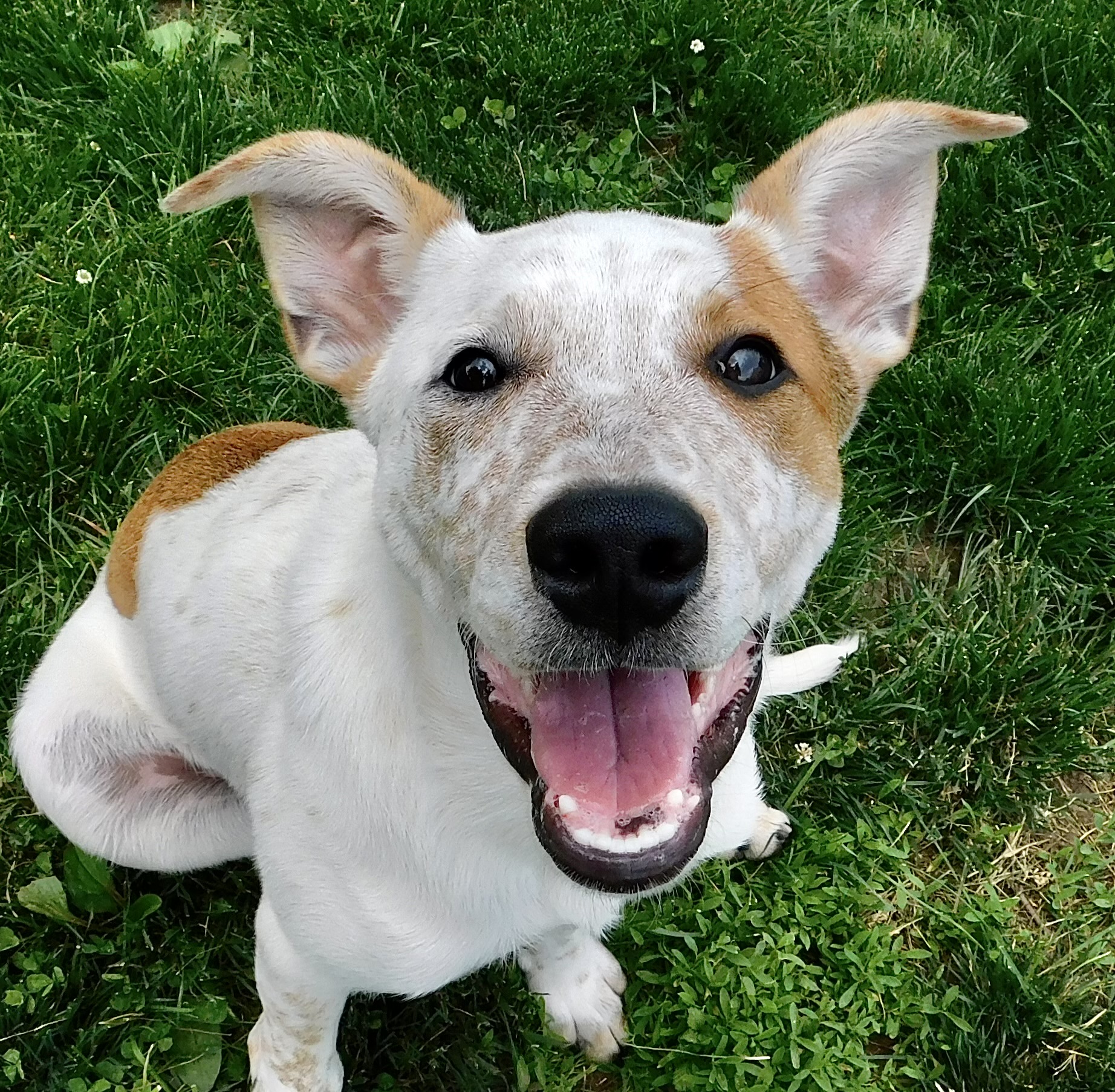 Petey, a Adopted mixed breed image 2/3
