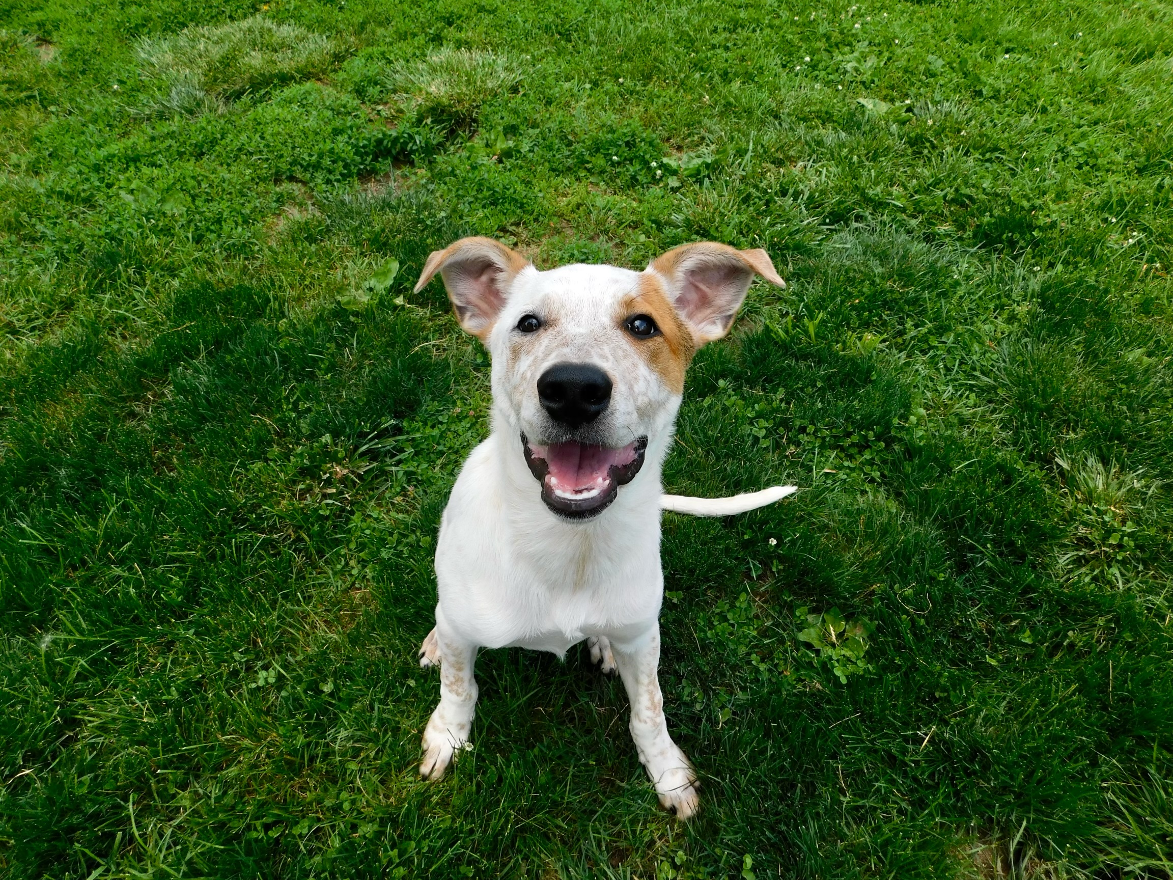 Petey, a Adopted mixed breed image 3/3