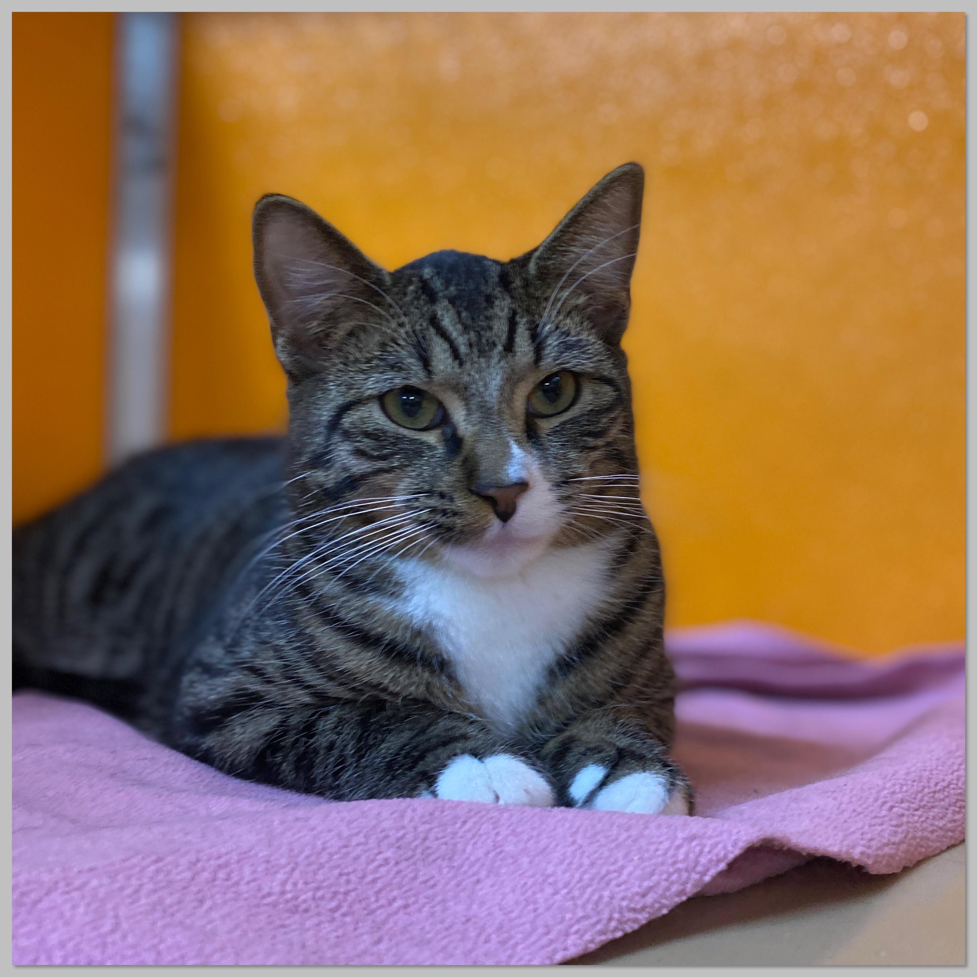 Two-Tone at Elyria Petco!!, Adoptable, Young Male Domestic Short Hair.