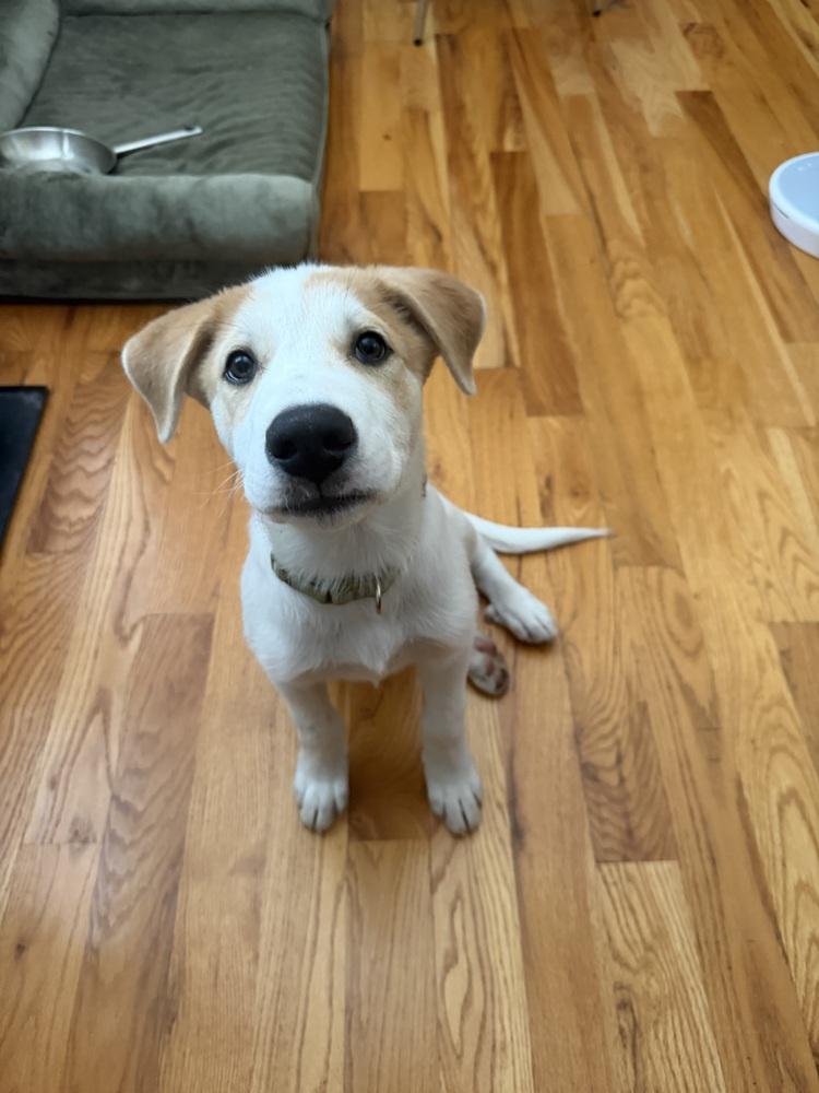 Enlarge Despres / Lenny, a Adoptable mixed breed in Broomfield, CO image 1/6