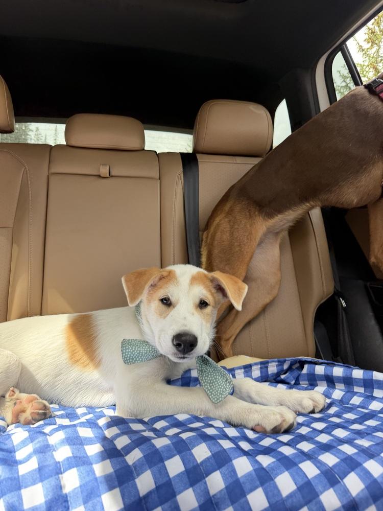 Enlarge Despres / Lenny, a Adoptable mixed breed in Broomfield, CO image 2/6