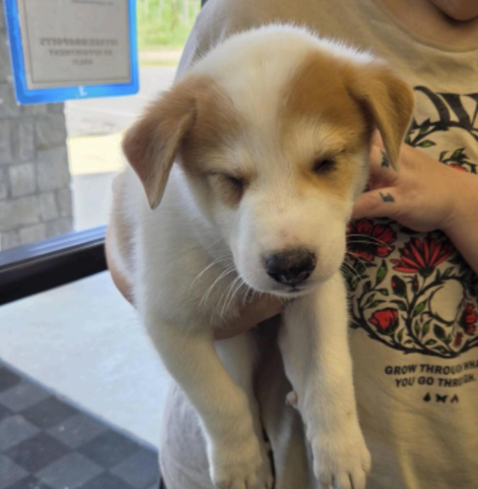 Despres / Lenny, Adoptable, Puppy Male Labrador Retriever & Mixed Breed.