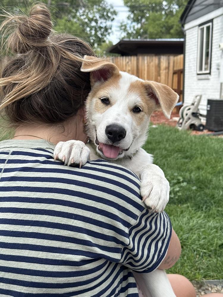 Enlarge Despres / Lenny, a Adoptable mixed breed in Broomfield, CO image 6/6