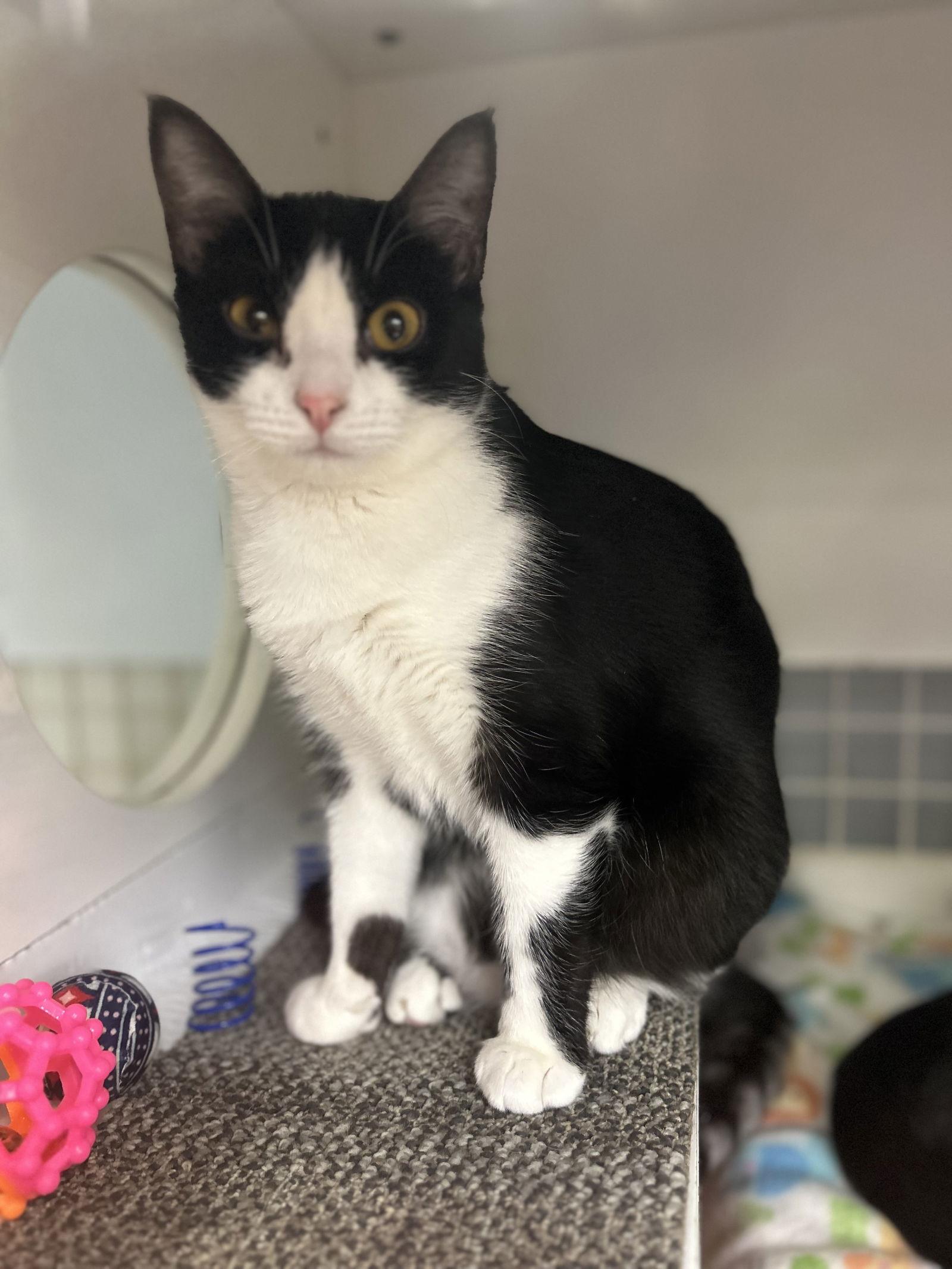 Enlarge Piper, a Adoptable Domestic Short Hair in Stewartsville, NJ image 1/3