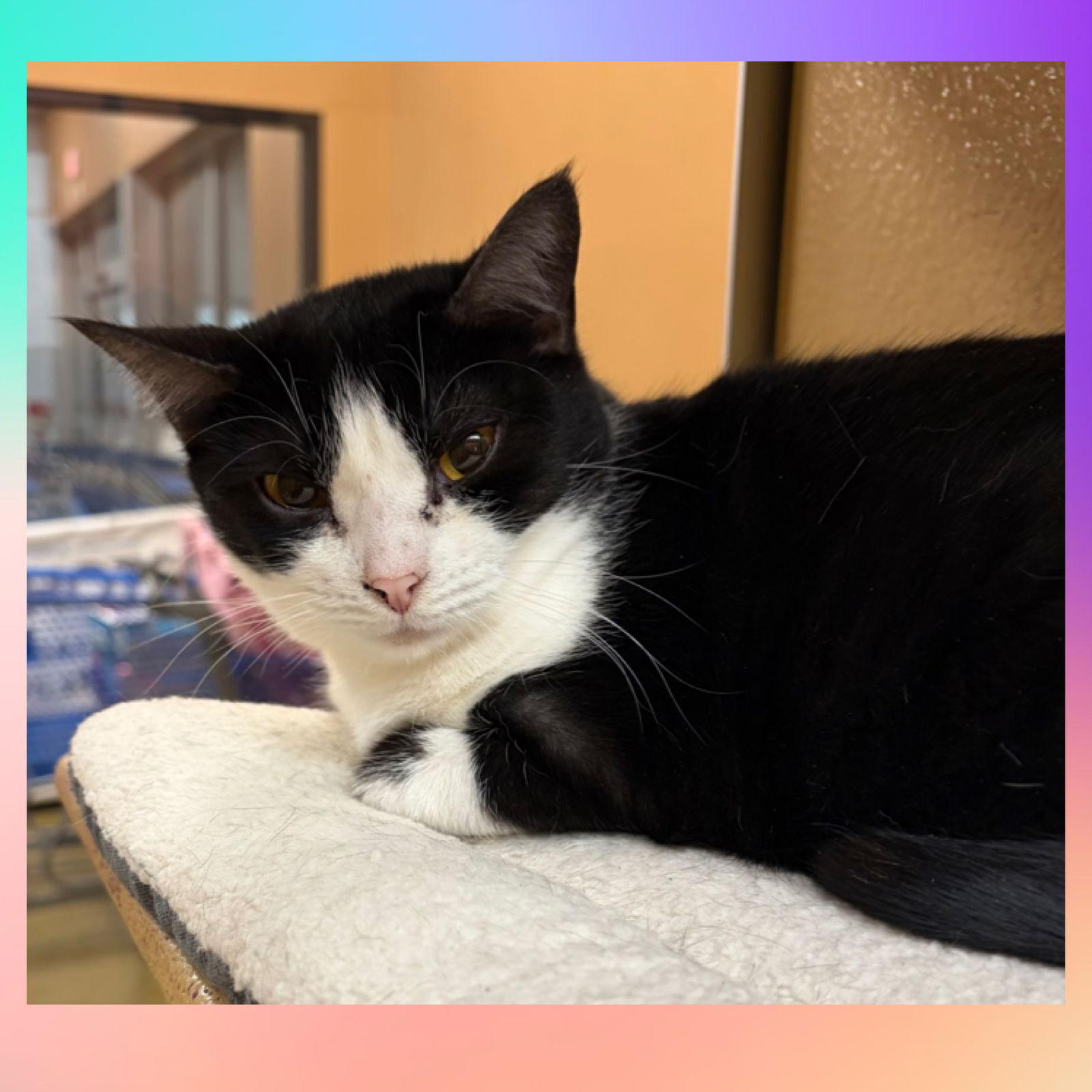 Enlarge Piper, a Adoptable Domestic Short Hair in Stewartsville, NJ image 2/3