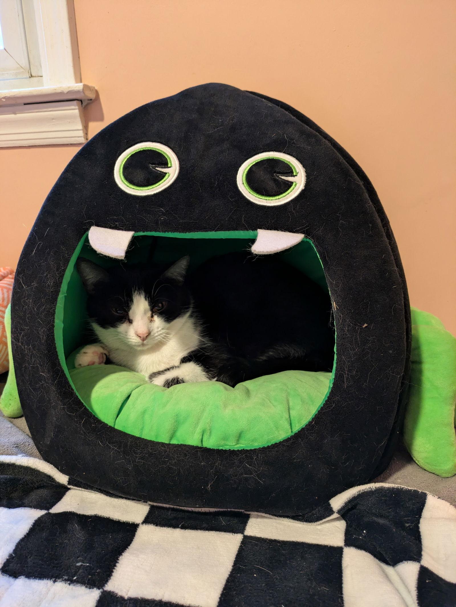 Enlarge Piper, a Adoptable Domestic Short Hair in Stewartsville, NJ image 3/3