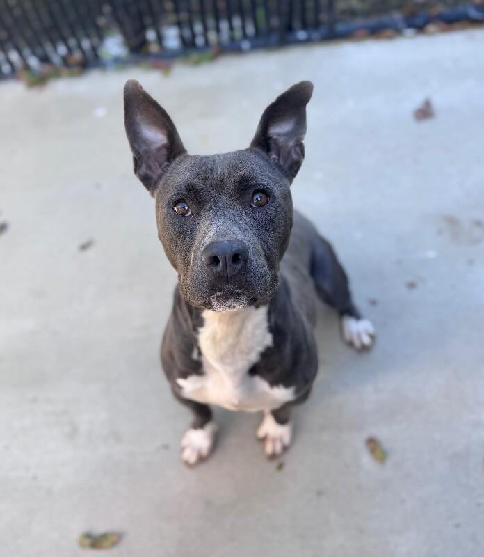 Enlarge Bailey, a Adoptable mixed breed in Disputanta, VA image 1/4