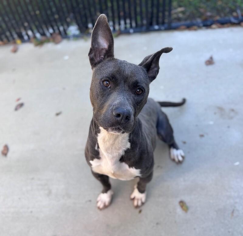 Enlarge Bailey, a Adoptable mixed breed in Disputanta, VA image 2/4