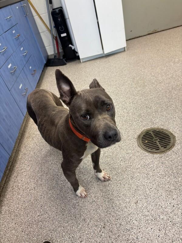 Enlarge Bailey, a Adoptable mixed breed in Disputanta, VA image 3/4