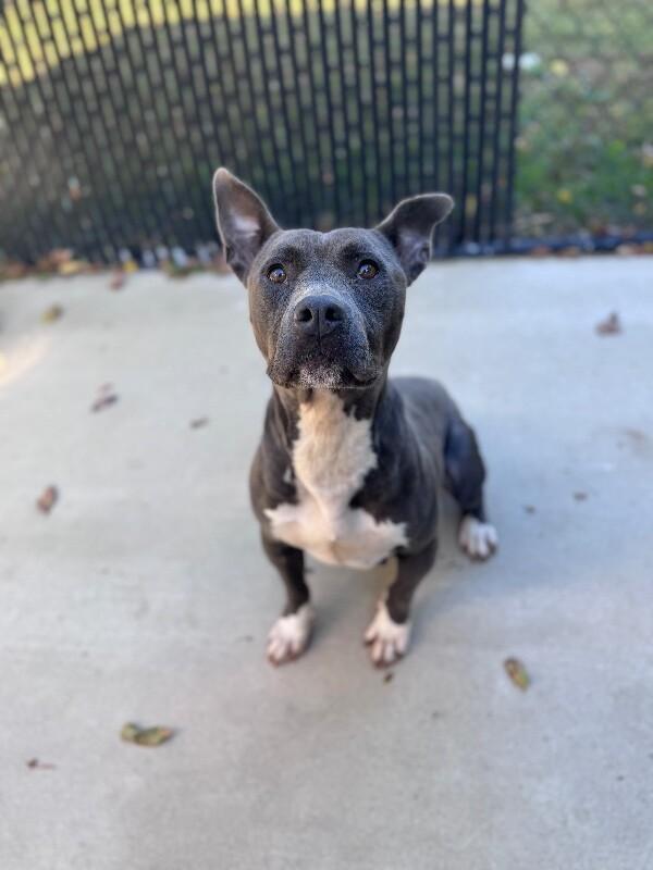 Enlarge Bailey, a Adoptable mixed breed in Disputanta, VA image 4/4