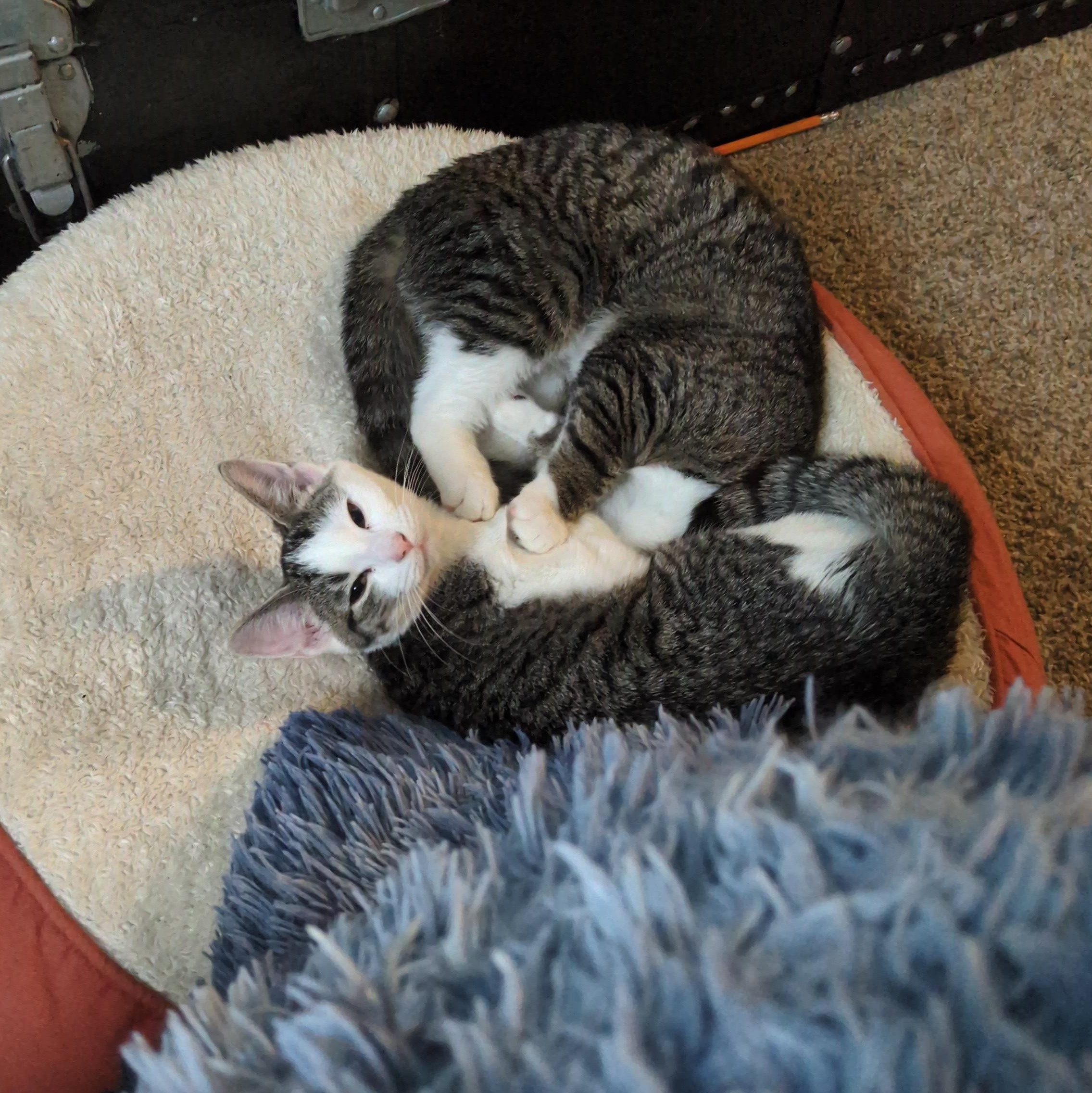 The Hierophant, a ADOPTABLE Domestic Short Hair in Philadelphia, PA image 6/6