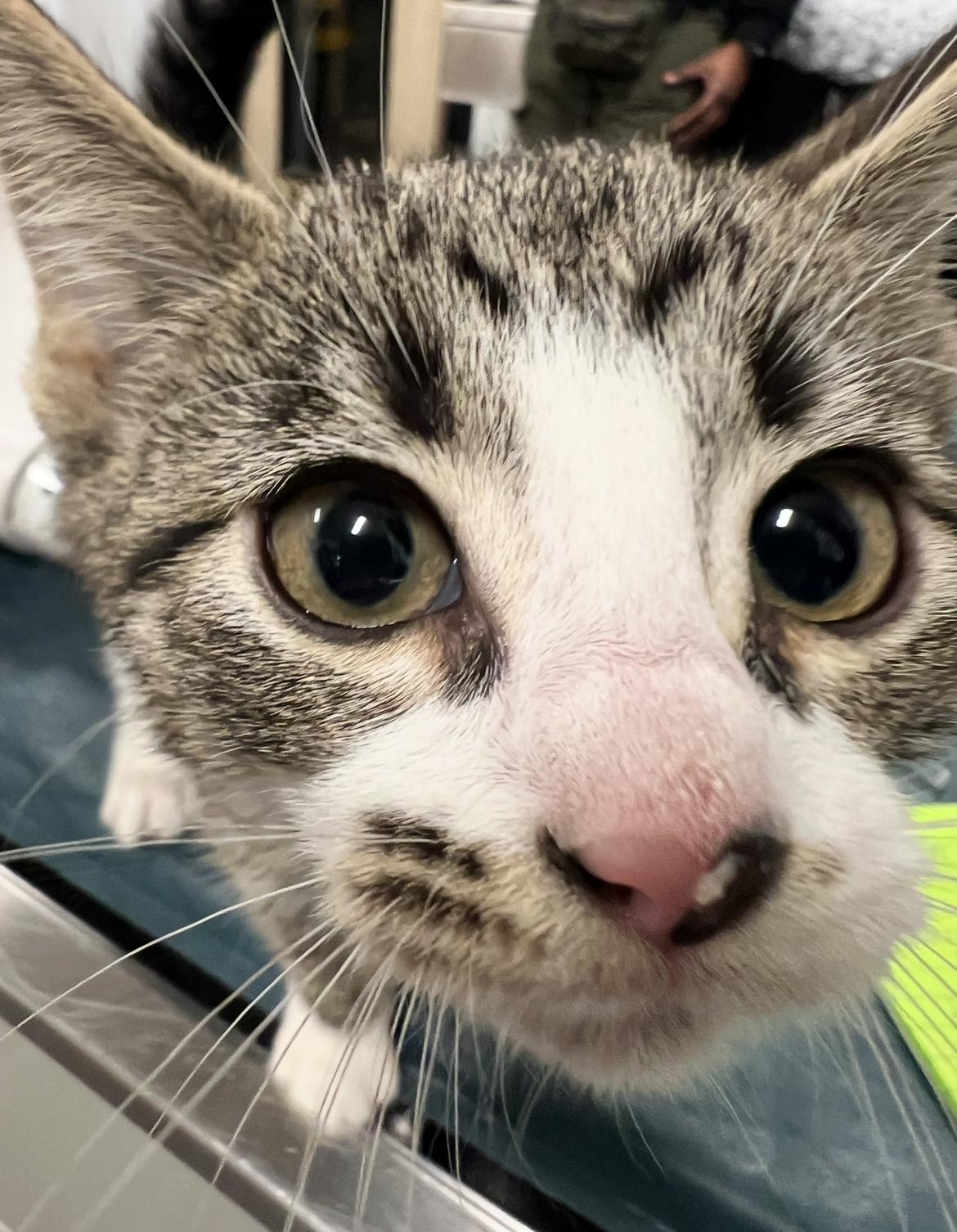 The Hierophant, ADOPTABLE, Kitten Female Domestic Short Hair.