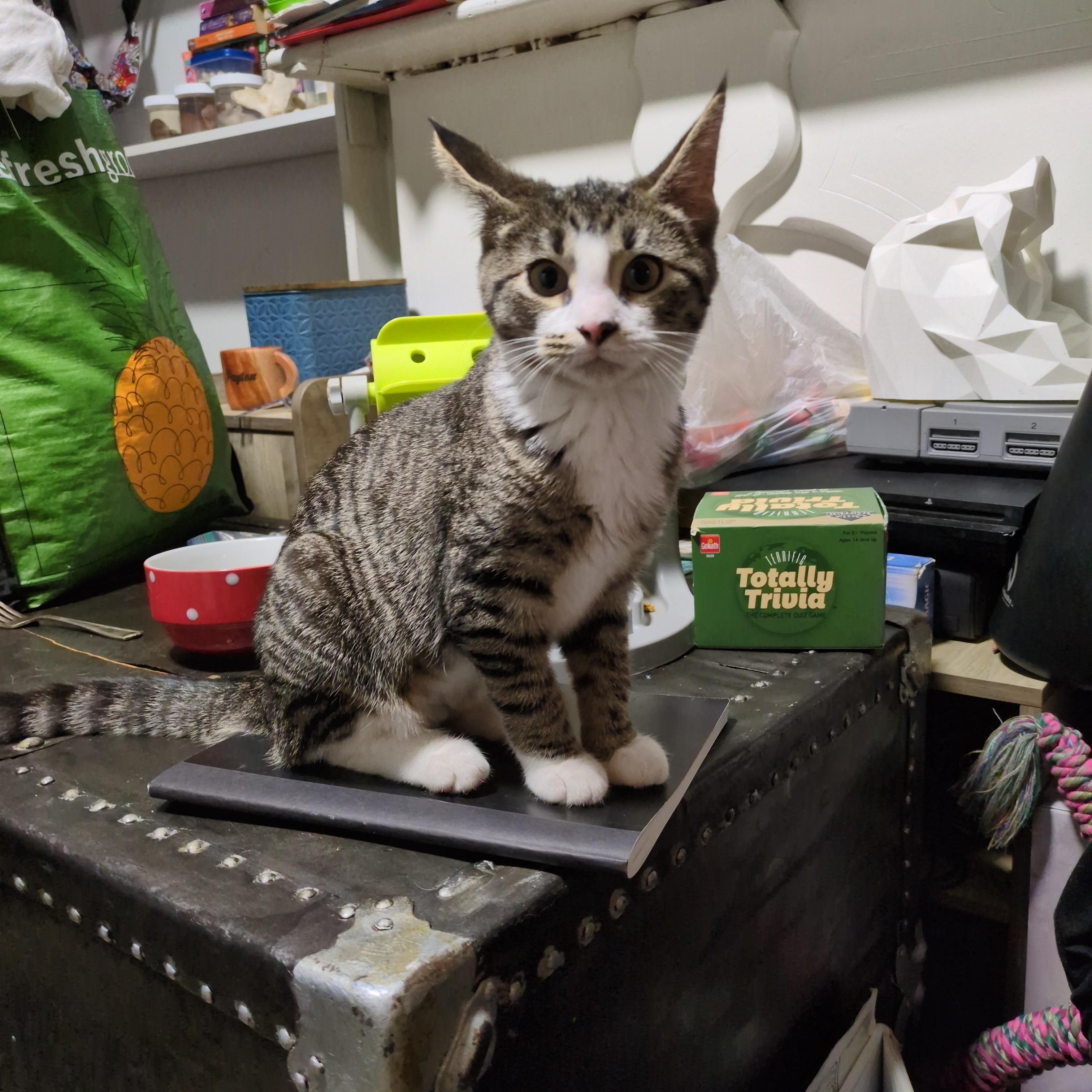 The Hierophant, a ADOPTABLE Domestic Short Hair in Philadelphia, PA image 5/6